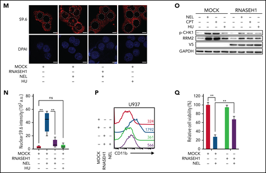 Replication stress signaling mediated RRM2 upregulation is responsible for myeloid differentiation. (A) Gene expression levels of RRM1, RRM2, and RRM2B were assessed by quantitative polymerase chain reaction analyses in indicated AML cells treated with vehicle or NEL for 12 hours (U937 and KG1A, 10 µM; AML#1, 20 µM). Data were first normalized to GAPDH levels and then vehicle-treated controls. Results represent mean ± SEM. **P < .01. (B) Western blot of the indicated proteins in U937 and primary AML CD34+ cells from specimen AML#1 treated with vehicle or NEL (U937, 10 µM; AML#1, 20 µM) for 12 hours. (C) Immunofluorescence analysis of RRM2 expression in U937 cells treated with vehicle or NEL (10 µM) for 12 hours. Scale bar, 5 μm. (D) Western blot of the indicated proteins in U937 cells treated with vehicle, NEL (10 µM), BAY1895344 (50 nM), or combination for 12 hours. (E) Western blot of the indicated proteins in U937 cells transduced with shRNA against E2F1 (shE2F1) or scramble control (shCtrl) after NEL treatment (10 µM) for 12 hours. (F) Pearson correlation of RRM2 and SAMHD1 mRNA expression levels with NEL sensitivity in a panel of 57 hematopoietic cell lines. Data were sourced from Cancer Therapeutics Response Portal (CTRP). (G) Western blot of the indicated proteins in U937 and THP1 cells treated with vehicle or Ara-C (0.5 μM) for 12 hours. (H) U937 cells were treated with vehicle, Ara-C (0.5 μM), COH29 (10 μM), or combination for 12 hours, and intracellular dNTP levels were quantified relative to their NTP counterparts by HPLC/MS. Numbers denote the fold changes of dNTP/NTP ratios relative to vehicle-treated controls. Results represent mean ± SEM. *P < .05; **P < .01. (I) CD11b expression levels in primary AML CD34+ cells (n = 5) treated with vehicle, Ara-C (0.5 μM), COH29 (10 μM), or combination for 96 hours. (J) CD11b expression levels of ishCtrl- and ishRRM2-U937 cells with or without Ara-C treatment (0.5 μM, 96 hours) after doxycycline induction. (K) Pearson correlation of RRM2 mRNA expression levels with Ara-C sensitivity in a panel of 67 hematopoietic cell lines. Data were sourced from CTRP portal. (L) Kaplan-Meier survival analysis of a cohort of patients with AML (GSE14468) after dichotomization for RRM2 mRNA levels below (blue, n = 70) and above (red, n = 192) 7.69 log2 transformed intensity (P = .019). (M-N) Representative immunofluorescence images (M) and quantification of nuclear S9.6 intensity (N) in U937 cells transduced with empty vector (MOCK) or V5-tagged RNASEH1 construct after treatment with NEL (10 µM) or HU (20 µM) for 6 hours. Regions of interest for specific quantification of nuclear S9.6 staining were highlighted by dotted white lines. Scale bar, 10 μm. Box-whisker plots indicate median, 25th to 75th percentile, and maximum and minimum values by line, box, and whiskers, respectively. ns, nonsignificant; **P < .01. (O) Western blot of the indicated proteins in MOCK- or RNASEH1-transduced U937 cells after treatment with vehicle, NEL (10 µM), CPT (20 nM), or HU (20 µM) for 12 hours. (P-Q) CD11b expression levels (P) and relative cell viability (Q) of MOCK- or RNASEH1-transduced U937 cells after treatment with vehicle or NEL (10 µM) for 96 hours. Results represent mean ± SEM. **P < .01.