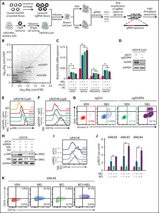 Loss-of-function screen identified synthetic lethal interaction between DUSP6-KO and nelarabine treatment. (A-B) Experimental design of genome-wide CRISPR/Cas9 screen for synthetic lethal partner of NEL treatment in NEL-resistant subline U937/R (A). Briefly, Cas9 expressing-U937/R cells were transduced with GeCKO gRNA library. After culturing for 7 days, cells were divided into 2 groups for treatment with vehicle or NEL (20 µM). After another 7 days of exposure, sgRNA representation was assessed by sequencing. The gene negative scores (B) were calculated using MAGeCK-MLE module. Reported ERK negative feedback regulators were labeled. The red dots represent preferential depletion of DUSP1 and DUSP6 sgRNAs following NEL treatment over vehicle control. (C) Relative DUSP6 expression levels in indicated AML cells treated with vehicle, NEL (10 µM for U937 and KG1A, 20 µM for MOLM13 and AML#1), Ara-C (0.5 µM), or dG (10 µM for U937 and KG1A, 15 µM for MOLM13 and AML#1) for 24 hours. Results represent mean ± SEM. **P < .01. (D) Western blot of DUSP6 proteins in U937/R-Cas9 cells transduced with lentiviral vectors expressing sgRNA against DUSP6 (sgDUSP6) or nontargeting control (sgCtrl). (E) Phospho-ERK levels in sgCtrl- or sgDUSP6-U937/R cells treated with vehicle or NEL (20 µM) for 24 hours. (F-G) CD11b expression levels (F) and apoptosis (G) of sgCtrl- or sgDUSP6-U937/R cells treated with vehicle or NEL (20 µM) for 96 hours. (H) Western blot of the indicated proteins in U937/R cells transduced with lentiviral vectors expressing shRNA against ERK2 (shERK2) or scramble control (shCtrl), followed by treatment with NEL (20 µM) alone or NEL (20 µM) plus BCI (1 µM) for 24 hours. (I) CD11b expression levels in shCtrl- or shERK2-U937/R cells treated with NEL (20 µM) alone or NEL (20 µM) plus BCI (1 µM) for 96 hours. (J) Relative phospho-ERK levels in primary AML CD34+ cells (n = 3) treated with vehicle, NEL (20 µM), BCI (1 µM), or combination for 24 hours. Data were normalized to vehicle-treated controls. Results represent mean ± SEM. **P < .01. (K) CD11b and CD15 expression levels in primary AML CD34+ cells from specimen AML#4 treated with vehicle, NEL (20 µM), BCI (1 µM), or a combination for 96 hours. (L-M) MOLM13-luciferase cells (1 × 106 cells per mouse) were injected into sublethally irradiated NSGS mice. Following engraftment, mice were treated with vehicle (PBS), NEL (217 mg/kg, IV, daily), BCI (10 mg/kg, intraperitoneally, daily), or a combination for 2 weeks (n = 7 per group), assessed for engraftment by in vivo bioluminescence imaging (L) and monitored for survival (M). (N) A schematic model showing that the response to RRM2 hyperactivation-mediated dNTP imbalance depends on reaching a lethal threshold of RAS/ERK activity, and DUSP6 activity may antagonize this lethal effect.