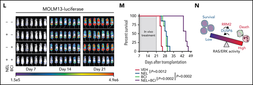 Loss-of-function screen identified synthetic lethal interaction between DUSP6-KO and nelarabine treatment. (A-B) Experimental design of genome-wide CRISPR/Cas9 screen for synthetic lethal partner of NEL treatment in NEL-resistant subline U937/R (A). Briefly, Cas9 expressing-U937/R cells were transduced with GeCKO gRNA library. After culturing for 7 days, cells were divided into 2 groups for treatment with vehicle or NEL (20 µM). After another 7 days of exposure, sgRNA representation was assessed by sequencing. The gene negative scores (B) were calculated using MAGeCK-MLE module. Reported ERK negative feedback regulators were labeled. The red dots represent preferential depletion of DUSP1 and DUSP6 sgRNAs following NEL treatment over vehicle control. (C) Relative DUSP6 expression levels in indicated AML cells treated with vehicle, NEL (10 µM for U937 and KG1A, 20 µM for MOLM13 and AML#1), Ara-C (0.5 µM), or dG (10 µM for U937 and KG1A, 15 µM for MOLM13 and AML#1) for 24 hours. Results represent mean ± SEM. **P < .01. (D) Western blot of DUSP6 proteins in U937/R-Cas9 cells transduced with lentiviral vectors expressing sgRNA against DUSP6 (sgDUSP6) or nontargeting control (sgCtrl). (E) Phospho-ERK levels in sgCtrl- or sgDUSP6-U937/R cells treated with vehicle or NEL (20 µM) for 24 hours. (F-G) CD11b expression levels (F) and apoptosis (G) of sgCtrl- or sgDUSP6-U937/R cells treated with vehicle or NEL (20 µM) for 96 hours. (H) Western blot of the indicated proteins in U937/R cells transduced with lentiviral vectors expressing shRNA against ERK2 (shERK2) or scramble control (shCtrl), followed by treatment with NEL (20 µM) alone or NEL (20 µM) plus BCI (1 µM) for 24 hours. (I) CD11b expression levels in shCtrl- or shERK2-U937/R cells treated with NEL (20 µM) alone or NEL (20 µM) plus BCI (1 µM) for 96 hours. (J) Relative phospho-ERK levels in primary AML CD34+ cells (n = 3) treated with vehicle, NEL (20 µM), BCI (1 µM), or combination for 24 hours. Data were normalized to vehicle-treated controls. Results represent mean ± SEM. **P < .01. (K) CD11b and CD15 expression levels in primary AML CD34+ cells from specimen AML#4 treated with vehicle, NEL (20 µM), BCI (1 µM), or a combination for 96 hours. (L-M) MOLM13-luciferase cells (1 × 106 cells per mouse) were injected into sublethally irradiated NSGS mice. Following engraftment, mice were treated with vehicle (PBS), NEL (217 mg/kg, IV, daily), BCI (10 mg/kg, intraperitoneally, daily), or a combination for 2 weeks (n = 7 per group), assessed for engraftment by in vivo bioluminescence imaging (L) and monitored for survival (M). (N) A schematic model showing that the response to RRM2 hyperactivation-mediated dNTP imbalance depends on reaching a lethal threshold of RAS/ERK activity, and DUSP6 activity may antagonize this lethal effect.