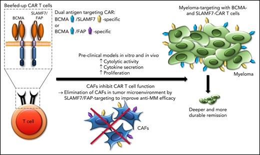Beefed-up CAR T cells. Applying dual-antigen targeting (either BCMA/SLAMF7 or BCMA/FAP) inhibits CAFs in the tumor microenvironment and, thus, increases the anti–multiple myeloma (anti-MM) efficacy of CAR T cells that target BCMA.