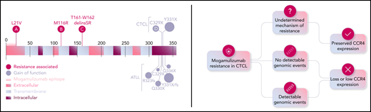 Genomic CCR4 mutations and schema of mechanistic explanations of mogamulizumab resistance. Shown are the CCR4 gene and its domains that include mutations (pink circles) identified in 3 patients treated with mogamulizumab in relation to (A) the mogamulizumab binding epitope, (B-C) transmembrane domains, and (D) 1 patient as well as previously described patients with gain-of-function mutations (gray circles) in CTCL and adult T cell leukemia/lymphoma (ATLL). Beygi et al consider 3 mechanistic aspects of mogamulizumab resistance: (1) detectable genomic events, (2) no detectable genomic events that lead to low or loss of CCR4 protein expression, and (3) an undetermined mechanism with preserved CCR4 expression. delins, deletion-insertion; fs, frameshift. Professional illustration by Somersault 18:24.