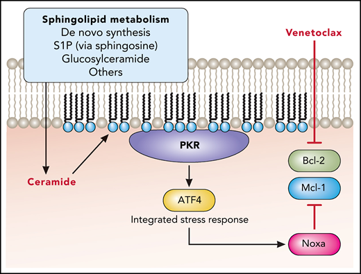 Ceramide-elevating therapy promotes protein kinase R (PKR) activation through direct binding to ceramide. This promotes the integrated stress response through phosphorylation of eukaryotic initiation factor 2 alpha, which activates the transcription factor ATF4. Subsequent expression of Noxa blocks antiapoptotic Mcl-1 to overcome resistance to the Bcl-2 inhibitor venetoclax. Professional illustration by Patrick Lane, ScEYEnce Studios.