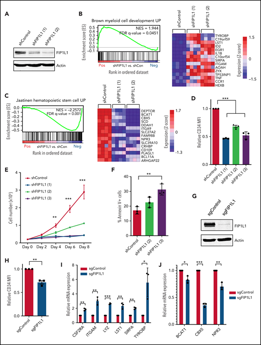 FIP1L1 knockdown promotes t(8;21) leukemic cell differentiation. (A) Western blot showing FIP1L1 and actin (loading control) protein in Kasumi-1 cells after transduction with control shRNAs or shRNAs targeting FIP1L1. (B) GSEA plot comparing differentially expressed genes upon FIP1L1 knockdown in Kasumi-1 cells with the Brown Myeloid Cell Development UP gene set. The heatmap displays 15 genes in the leading edge of the gene set that are most upregulated upon FIP1L1 knockdown. (C) GSEA plot comparing differentially expressed genes upon FIP1L1 knockdown in Kasumi-1 cells with the Jaatinen Hematopoietic Stem Cell UP gene set. The heatmap displays 15 genes in the leading edge of the gene set that are most downregulated upon FIP1L1 knockdown. (D) CD34 cell surface expression measured by flow cytometry of Kasumi-1 cells 6 days after transduction with shRNAs targeting FIP1L1 or a control shRNA. Data are mean ± standard deviation (SD) of 3 independent experiments. ***P < .001, 1-way analysis of variance (ANOVA) with post hoc Tukey test. (E) Proliferation of Kasumi-1 cells after transduction with shRNAs targeting FIP1L1 or a control shRNA. Cells were seeded (day 0) after 2 days of puromycin selection. The graph displays the mean and SD of 3 technical replicates in 1 representative experiment of 2 independent experiments. **P < .01, ***P < .001, multiple Student t tests using the Holm-Šidák method. (F) Percentage of Annexin V–positive apoptotic Kasumi-1 cells 5 days after transduction with shRNAs targeting FIP1L1 or control shRNAs. Data are mean ± SD of 3 independent experiments. **P < .01, 1-way ANOVA with post hoc Tukey test. (G) Western blot showing FIP1L1 and actin (loading control) protein in Kasumi-1 cells after transduction with control sgRNAs targeting green fluorescent protein or sgRNAs targeting FIP1L1. (H) CD34 cell surface expression measured by flow cytometry of Kasumi-1 cells 10 days after transduction with sgRNAs targeting FIP1L1 or control sgRNAs. Data are mean ± SD of 3 independent experiments. **P < .01, Student t test. (I) Reverse transcription quantitative polymerase chain reaction (RT-qPCR) analysis of various myeloid differentiation genes in Kasumi-1 cells transduced with sgRNAs targeting FIP1L1 or control sgRNAs. Data are mean ± SD of 3 independent experiments. *P < .05, **P < .01, ***P < .001, multiple Student t tests using the Holm-Šidák method. (J) RT-qPCR analysis of various HSC signature genes in Kasumi-1 cells transduced with sgRNAs targeting FIP1L1 or control sgRNAs. Data are mean ± SD of 3 independent experiments. *P < .05, **P < .01, ***P < .001, multiple Student t tests using the Holm-Šidák method. FDR, false discovery rate; MFI, mean fluorescent intensity; NES, normalized enrichment score.