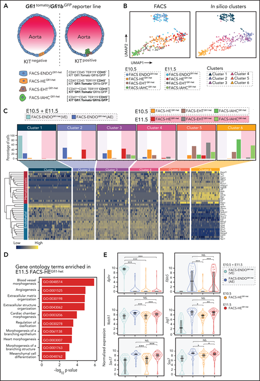 Distinct profile of E10.5 and E11.5 phenotypic HE. (A) Schematic representation of cell populations at different stages of EHT in dorsal aorta (DA) alongside corresponding phenotypic markers used for FACS single-cell sorting. (B) Uniform Manifold Approximation and Projection (UMAP) plots showing all the cells isolated from the E10.5 and E11.5 DA. FACS populations (left) and in silico clustering (right). (C) Top: Distribution of FACS-isolated populations in each cluster with background shaded according to the embryonic day of the samples. Bottom: Heat map illustrating the hematopoietic and endothelial gene expression profile of each cluster. Genes were clustered based on Pearson correlation, whereas the cells were grouped according to the clustering results. (D) Gene ontology (GO) analysis of genes upregulated in E11.5 FACS-HEGfi1-het compared with E10.5 FACS-HEGfi1-het. (E) Violin plot combined with box plot showing the normalized expression (log counts) of venous (Aplnr), arterial (Fbln5), and arterial fate promoting (Notch1, Jag1, Sox7, Sox17) genes in indicated populations. The shaded background behind the plot indicates the embryonic day origin of the cells. Medians are shown as a solid black line; gray boxes indicate the upper (75%) and lower (25%) percentile. *P < .05, **P < .01, ***P < .001 (2-tailed Student t test). NS, not significant.