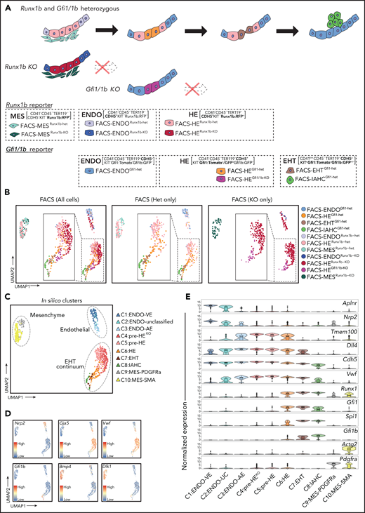 A single-cell resolution atlas of E10.5 AGM. (A) Schematic representation of FACS populations based on Runx1bRFP, Gfi1tomato/Gfi1bGFP, and Gfi1GFP/Gfi1bGFP reporter mouse models. Cells isolated from Runx1bRFP reporter include FACS-MESRunx1b-het (CD41−CD45−TER119−CDH5−KIT−Runx1b:RFP+), FACS-ENDORunx1b-het (CD41−CD45−TER119−CDH5+KIT−Runx1b:RFP-), and FACS-HERunx1b-het (CD41−CD45−TER119−CDH5+KIT−Runx1b:RFP+). Cells isolated from Runx1bKO include FACS-MESRunx1b-KO (CD41−CD45−TER119−CDH5−KIT−Runx1b:RFP+), FACS-ENDORunx1b-KO (CD41−CD45−TER119−CDH5+KIT−Runx1b:RFP−), and FACS-HERunx1b-KO (CD41−CD45−TER119−CDH5+KIT−Runx1b:RFP+). Cells isolated from Gfi1tomato/Gfi1bGFP are as described in Figure 1A. FACS-HEGfi1/1b-KO (CD41−CD45−TER119−CDH5+KIT−Gfi1:GFP+) was isolated from Gfi1GFP/Gfi1bGFP reporter. (B) Uniform Manifold Approximation and Projection (UMAP) plots showing all cells (left), heterozygote cells only (middle), and KO cells only (right). Cells are colored by FACS populations. (C) Two-dimensional UMAP with cells colored by in silico clustering. (D) Expression of venous endothelial (Nrp2), arterial endothelial (Gja5, Vwf), hematopoietic (Gfi1b), and mesenchymal (Bmp4, Dlk1) genes in the UMAP plot. (E) Violin plots combined with box and whisker plots showing the normalized expression (logcounts) of indicated genes in each cluster. The color coding is identical to panel C. Medians are shown as a solid black line; boxes indicate the upper (75%) and lower (25%) percentile; whiskers indicate ±1.5 times the interquartile range (IQR). Outliers (values > or <1.5 IQR) are shown as dots. AE, arterial endothelial; EHT, endothelial-to-hematopoietic transition; ENDO, endothelial; HE, hemogenic endothelium; IAHC, intra-aortic hematopoietic clusters; UC, unclassified; VE, venous endothelial.