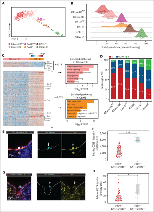 Cell-cycle progression is initiated before IAHC formation. (A) Force directed graph (FDG) visualization of all cells in the EHT continuum. (B) Density plot showing the distribution of cells across inferred trajectory (pseudotime: scaled from 0 to 100). (C) Left: Heatmap illustrating the differentially expressed genes (DEGs) between the heterozygous cells in C5:pre-HE and C6:HE based on 1.4 Log2 fold change and false discovery rate <0.05. Right: Panther pathway analysis of the upregulated genes in each cluster. (D) Distribution of the cell-cycle phase in indicated clusters. (E,G) A magnified image of immunofluorescent staining on frozen E10.5 dorsal aorta sections for CD31 (red), Gfi1:Tomato (cyan), and CCNB1 (E, yellow) or KI67 (G, yellow). (F,H) Quantification of CCNB1 (F) and KI67 (H) signal intensity in CD31 endothelial cells lining the entire dorsal aorta. Individual cells and medians are shown; gray boxes indicate the upper (75%) and lower (25%) percentile; whiskers indicate ±1.5 times the interquartile range (IQR). Two-tailed t test. *P < .05, ***P < .001.
