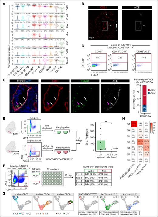 ACE (CD143) is an HE enrichment marker. (A) Violin plots showing the expression of shortlisted cell surface markers. Cd31 expression is shown for reference. The mean expression is indicated by the horizontal black line. The percentage of cells with non-zero expression (read count >0) is shown above each plot. (B) Representative immunofluorescence (IF) staining of formalin-fixed paraffin-embedded (FFPE) sections of E10.5 embryo sections for CD31 (red) and ACE (gray). D, dorsal; DA, dorsal aorta; NT, neural tube; V, ventral. (C) Left: IF staining of E10.5 AGM FFPE sections in panel B. CD31 (red), RUNX1 (green), and ACE (gray). Example IAHC cells are indicated with magenta arrow. White arrows indicate example RUNX1+ cells in the lining of the aorta. Right: Percentage of ACE+ cells in CD31+ E10.5 DA. (D) FACS plots showing the enrichment of E10.5 HE with CDH5+ alone (left), CDH5 and CD44 (middle), CDH5 and ACE (right). (E) Experimental design of hanging drop reaggregation AGM cultures with LIN (CD41+CD45+TER119+) depleted or LIN and ACE (LIN−CDH5+ACE+) depleted cells. CFU assays were performed after 4 days of culture. The numbers of replicates are indicated at the bottom of each column. Two-tailed Student t test was used to assess statistical significance. Error bars represent SEM. **P < .01. (F) Numbers of wells with proliferating cells following 10 days of coculture of FACS sorted LIN−KIT−CDH5+ACE+ or LIN−KIT−CDH5+ACE− cells (100 cells/well) on vascular niche cells. Exp, experiment. (G) UMAP computed from integrating cells from cluster C1-C8 (excluding KO cells and KO clusters) with scRNA-seq data obtained from sorted ACE+ and ACE− E10.5 AGM cells. Left: UMAP representation of the previously determined in silico clusters C1-C8 from Figure 2C (excluding KO cells and KO clusters). Right: scRNA-seq data obtained from sequencing ACE+ and ACE− cells. (H) Heatmap displaying the percentage of cells from the ACE scRNA-seq data mapped to the in silico clusters based on k-nearest-neighbor classifier approach. AE, arterial endothelial; EHT, endothelial-to-hematopoietic transition; ENDO, endothelial; HE, hemogenic endothelium; IAHC, intra-aortic hematopoietic clusters; UC, unclassified; VE, venous endothelial.