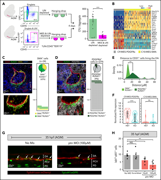 Identification of 2 different RUNX1 subpopulations in the subaortic mesenchyme. (A) Left: experimental design of E10.5 AGM hanging drop reaggregation cultures with LIN (CD45+TER119+) depleted, or LIN and MES (LIN−CDH5+Runx1b:RFP+) depleted cells. CFU assays were performed after 4 days of culture. Right: Bar graph depicting average colony number ± SEM. The number of assayed AGMs are indicated in the bars. ***P < .001 (2-taild Student t test). (B) Heatmap illustrating the top differentially expressed genes between the C9:MES-PDGFRa and C10:MES-SMA. Genes are clustered based on Pearson correlation and cells are grouped based on the in silico clusters. Genes coding for secreted proteins are highlighted in bold. (C-D) Top left: immunofluorescence (IF) staining of formalin-fixed paraffin-embedded (FFPE) E10.5 AGM sections for CD31 (red), RUNX1 (green) and SMA (yellow, C), or PDGFRA (gray, D). DA, dorsal aorta. Bottom left: ×100 magnification of the boxed region in the top panel. Right: quantification of SMA (C) and PDGFRA (D) positive cells within the top field of view. (E) Density plot depicting the distance of RUNX1+SMA+ and RUNX1+PDGFRA+ cells in relation to the endothelial (CD31+) cells lining the DA. (F) Violin plot combined with box plot showing the normalized expression (logcounts) of Pleiotrophin (Ptn) in Runx1 heterozygous (HET, Runx1bRFP/WT) or Runx1 knockout (KO, Runx1bRFP/RFP) C9 and C10 clusters. Medians are shown as a solid black line, gray boxes indicate the upper (75%) and lower (25%) percentile. (G) Representative 35 hpf confocal images of no morpholino control and ptn morpholino treated (100 μM) Tg(cd41:eGFP//kdrl:caax:mCherry) zebrafish embryos. Emerging HSPC (cd41, kdr double-positive cells) in the 35 hpf AGM are indicated with white arrows. (H) Quantification of the emerging HSPC (kdrl+cd41+) in the 35 hpf AGM of embryos treated with no morpholino (no MO), control scrambled morpholino (100 μM), and ptn morpholino (10 and 100 μM). Individual fish (dots) and mean ± SEM are shown. *P < .05, **P < .01 (2-tailed, unpaired Student t test). NS, not significant; SEM, standard error of the mean.