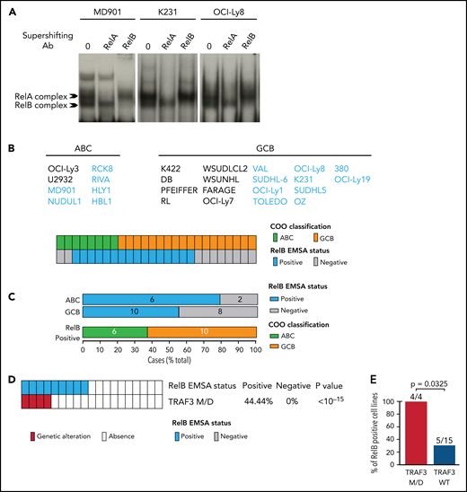 Frequent RelB DNA-binding activity in ABC and GCB DLBCL cell lines. (A) Whole cell extracts from 26 DLBCL cell lines were analyzed for NF-κB activity by using EMSA. Three representative cell lines are presented (1 ABC, MD901; 2 GCB, K231 and OCI-Ly8). For supershifts, extracts were incubated with the indicated antibodies before incubation with the labeled probe. RelB- and RelA-containing complexes are indicated. (B) Distribution of RelB DNA-binding activity as defined by using EMSA among GCB and ABC DLBCL cell lines (n = 26). (C) Top: prevalence of RelB activation as defined by using EMSA within ABC and GCB DLBCL cell lines (n = 26). Bottom: prevalence of ABC and GCB DLBCL cell lines within the positive RelB DNA-binding subgroup (n = 16). (D) Correlation between TRAF3 inactivating mutation/deletion (M/D) with RelB DNA-binding status (n = 19). P value by Fisher’s exact test. Color codes indicate the presence or absence of TRAF3 inactivating genetic alterations. (E) Percentage of TRAF3 M/D vs TRAF3 wild-type (WT) DLBCL cell lines showing a positive RelB DNA-binding status (n = 19). P value by Fisher’s exact test.