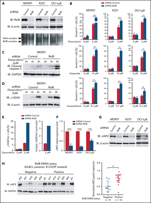 RelB protects ABC and GCB DLBCL cells from induction of apoptosis upon genotoxic treatment. (A) RelB protein levels (top) and RelB DNA-binding activity (bottom) are efficiently knocked down by stable RNA interference in ABC and GCB DLBCL cell lines. Whole cell extracts from MD901 (ABC), K231 (GCB), and OCI-Ly8 (GCB) cell lines transduced with lentiviruses encoding either a short hairpin RNA (shRNA) targeting RelB (shRNA RelB) or a scrambled control (shRNA control) were analyzed by using immunoblotting (top) and by EMSA (bottom) for the indicated proteins. (B) RelB knockdown induces ABC and GCB DLBCL cell apoptosis upon doxorubicin (top), etoposide (middle), and camptothecin (bottom) treatment. MD901, K231, and OCI-Ly8 cell lines transduced as in panel A were treated with the indicated genotoxic agent for 16 hours and monitored for apoptosis by annexin V/Allophycocyanin (APC) and DAPI staining followed by FACS analysis. Error bars are means ± standard deviation of 3 independent experiments. P values by unpaired Student t test , *P < .05, **P < .01, ***P < .001. Whole cell extracts of MD901 cells transduced as in panel A were treated with doxorubicin 2 µM for the indicated periods of time and analyzed by using immunoblotting for cleaved caspase 3 (C) and γ-H2AX (D). Glyceraldehyde-3-phosphate dehydrogenase (GAPDH) (panel C) and β-actin (panel D) were also analyzed, n = 3. (E) RelB knockdown induces γ-H2AX foci in DLBCL cells upon doxorubicin treatment. Left: percentage of γH2AX foci-positive MD901 cells. Right: γH2AX foci count mean in response to doxorubicin normalized to foci count mean of untreated MD901 cells. Data of a representative experiment are shown. (F) RelB knockdown decreases cIAP2 expression at mRNA level in ABC and GCB DLBCL cell lines. Quantitative reverse transcription polymerase chain reaction was performed with specific primer pairs for cIAP2 using total RNAs prepared from three DLBCL cell lines (1 ABC and 2 GCB) upon RelB knockdown as in panel A. Results are means ± standard error of the mean of 3 independent experiments for each cell line normalized to the level of HPRT mRNA. P values by unpaired Student t test, ***P < .001, ****P < .0001. (G) RelB knockdown decreases cIAP2 protein expression levels in ABC and GCB DLBCL cell lines. Whole cell extracts prepared as in panel A were analyzed according to the immunoblotting for the indicated proteins, n = 2. (H) RelB activation as evaluated by EMSA is associated with increased cIAP2 protein expression in patients with DLBCL. Whole cell extracts from 24 R-CHOP–treated patients with DLBCL of the EMSA study were analyzed for cIAP2 protein expression levels by immunoblotting. Left: 1 representative immunoblot is presented. Right: cIAP2 protein expression levels normalized to β-actin, n = 24. P values by Pearson correlation test, **P < .01.