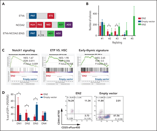 ETV6-NCOA2 is a T-cell oncogene that induces immature T-cell arrest in murine BM progenitors. (A) Schematic representation of ETV6-NCOA2 (EN2) fusion. bHLH-PAS, basic helix-loop-helix Per-ARNT-SIM domain; NID, nuclear receptor interaction domain. (B) Murine BM progenitors treated with fluorouracil were transduced with MSCV-MIGR1-IRES-GFP retroviruses expressing ETV6-NCOA2, empty vector, or KAT6A-NCOA2 (KN2) and plated in methylcellulose (IL-3, IL-6, and SCF). Colonies were counted and re-plated every 7 to 10 days. EN2 induces self-renewal of transduced cells on methylcellulose culture compared with the empty vector–transduced cells in the second and third replate (Mann-Whitney U test P = .014) (n = 3). (C) Lineage-negative cells (lin–) were enriched from wt-C57BL/6 mice; the cells were transduced with EN2, KN2, or empty vector, incubated in liquid culture (IL-3, IL-6, and SCF) for 5 days, and sorted for GFP+. The RNA of the GFP+ sorted cells was sent for bulk RNA-seq. Gene set enrichment analysis (GSEA) of the EN2 vs empty vector–transduced cells demonstrated enrichment of Notch1 signature (NES, 1.67; FDR, 0.011), ETP (NES, 1.98; FDR, 0.006), and early thymic signature (NES, 2.65; FDR, 0.0). (D) Murine BM HSPCs treated with fluorouracil were transduced with either EN2 or empty vector and plated on OP9-DL4 stroma (IL-7, Flt3L) for 3 weeks and then immunophenotyped by flow cytometry (n = 4). Left panel: average immunophenotype results (Mann-Whitney U test for EN2 vs empty vector P = .02 in DN1, DN2, and DN3). Right panel: representative example of CD44 and CD25 flow cytometry results. AF700, Alexa Fluor 700; HSC, hematopoietic stem cell; SS, side scatter.