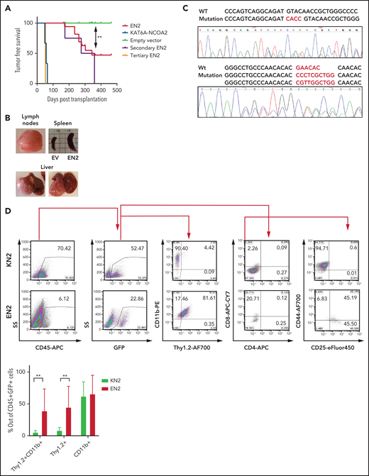 ETV6-NCOA2 induces a T/myeloid hematopoietic malignancy accompanied by spontaneous Notch1 mutations in C57BL/6 mice. C57BL/6 mice BM progenitors treated with fluorouracil were transduced with MSCV-MIGR1-IRES-GFP retroviruses expressing EN2 (n = 18), KN2 (n = 3), or empty vector (EV) (n = 16). (A) Kaplan-Meier tumor-free survival analysis of EN2 primary, secondary (n = 4), and tertiary (n = 2) mice compared with KN2 and empty vector (log-rank test EN2 vs empty vector P = .0016). (B) Examples of EN2 tumors. (C) Flow cytometry analysis of KN2- and EN2-transduced leukemic cells. Top: flow examples of CD45, GFP, CD11b/Thy1.2, CD4/CD8, and CD44/CD25. Bottom: summary of Thy1.2 and CD11b flow cytometry results (Mann-Whitney U test **P = .0095). (D) Two examples of Notch1 mutations in the PEST domain detected in EN2 leukemia/lymphoma in C57BL/6 mice. APC, allophycocyanin; PE, phycoerythrin.