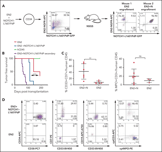 ETV6-NCOA2 collaborates with NOTCH1 to induce T/myeloid leukemia in human CD34+ progenitors. Human cord blood CD34+ progenitors were co-transduced with MSCV-MIGR1-IRES retroviruses that express EN2-NGFR and NOTCH1-L1601PdP-GFP. (A) The cotransduction generated 4 groups of human cells that were cotransplanted into NSGS recipient mice (n = 15): (1) EN2, (2) NOTCH1-L1601PdP, (3) EN2 + NOTCH1-L1601PdP, and (4) untransduced CD34+ cells; right: examples of 2 mice, one with EN2 engraftment and the other with EN2 + NOTCH1-L1601PdP Log-rank (Mantel-Cox) (N) engraftment. (B) Kaplan-Meier tumor-free survival for primary and secondary mice by postmortem engraftment analysis (EN2 vs EN2 + NOTCH1-L1601PdP; P = .0004). (C) Summary of EN2 and EN2 + NOTCH1-L1601PdP immunophenotype CD33/CD7 (left) and cytMPO/cytCD3 (right) (Mann-Whitney U test; **P = .0087). Panel C represents the percentage of positive cells out of the CD45+ population. Each dot represents a mouse. (D) Examples of flow cytometry analysis of EN2-NGFR and EN2 + NOTCH1-L1601PdP-GFP, CD34/CD38, CD7/CD33, CD19/CD33, and cytCD3/cytMPO. Cyt, cytoplasmic; ns, not significant.