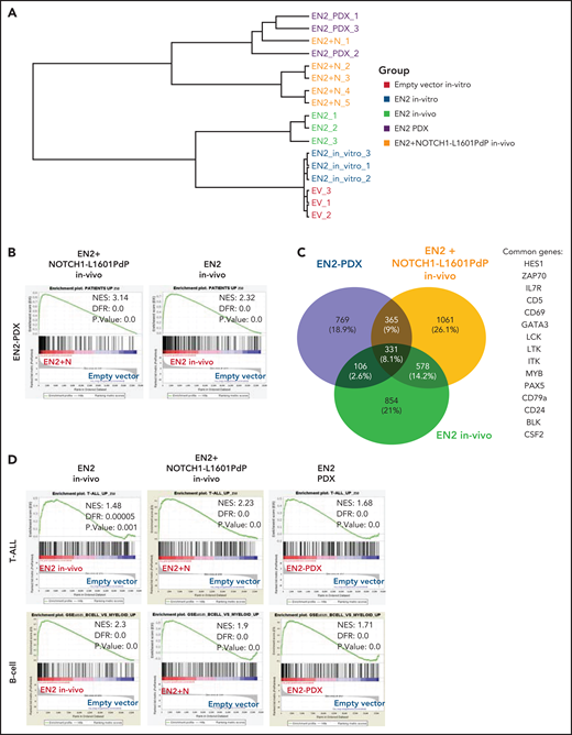 ETV6-NCOA2 is a transcriptional regulator that induces a gene expression pattern similar to that in ETV6-NCOA2 pediatric leukemia. Human cord blood CD34+ progenitors were transduced with MSCV-MIGR1-IRES-GFP retroviruses expressing EN2 or empty vector. The cells were cultured in vitro (SCF, FLT3L, and thrombopoietin (TPO) for 5 days and sorted for GFP+. In vivo EN2 engrafted cells (n = 3) were sorted for CD45+NGFR+, EN2 + NOTCH1-L1601PdP leukemia cells were sorted for CD45+GFP+NGFR+ (n = 3), and EN2 PDX cells were sorted for CD45+ (n = 3) from BM of transplanted sick NSG mice. The sorted cells were sent for bulk RNA-seq. (A) Unsupervised clustering of the samples based on the 500 top differentially expressed genes in the RNA-seq experiments. (B) GSEA analysis of EN2 + NOTCH1-L1601PdP (left) and EN2 (right) compared with the 250 top-ranked upregulated genes of human EN2 PDXs. The differentially expressed genes of the EN2 and EN2 + NOTCH1-L1601PdP samples were ranked according to their log10 (P value) and compared with the patient’s gene set. (C) Venn diagram of significantly upregulated genes in the human in vivo EN2 engrafted cells, in vivo EN2 + NOTCH1-L1601PdP leukemia, and EN2 PDX samples. (D) GSEA pre-ranked analysis of in vivo EN2–engrafted cells, in vivo EN2 + NOTCH1-L1601PdP leukemia, and EN2 PDX samples compared with the T-ALL gene set (top) or B-cell gene set (bottom).