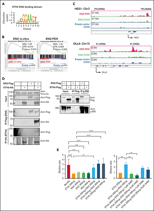 ETV6-NCOA2 causes de-repression of ETV6 targets. (A) Transcription factor binding site analysis (i-Cis target37). The analysis was performed separately for the significantly upregulated and downregulated differentially expressed genes of the bulk RNA-seq of CD34+ cells transduced with EN2 or empty vector, and for the in vivo EN2 engrafted cells, in vivo EN2 + NOTCH1-L1601PdP leukemia, and EN2 PDX samples. (B) GSEA analysis of EN2 in vitro and EN2 PDX sample pre-ranked RNA-seq results compared with the 500 top upregulated genes in the LOUCY cell line treated with short interfering RNA (siRNA) against ETV6 (siETV6).14 (C) ChIP-seq for H3K27Ac was performed on CD34+ cells transduced with EN2 or empty vector in vitro, and EN2 PDX. H3K27 differential acetylation of HES1 and DLL4 was examined by integrative genomics viewer63 analysis. (D) Left: Co-IP EN2/ETV6: HEK-293T cells were transfected with empty vector, EN2-Flag, ETV6-HA, or a combination of both. The proteins were immunoprecipitated with either Flag antibody (EN2) or HA antibody (ETV6). Right: Co-IP EN2/p300: EN2-Flag or ETV6-Flag stable DND41 cells were immunoprecipitated with either Flag antibody (top) or endogenous p300 antibody (bottom). (E) Left: 293T cells stably expressing ETV6 luciferase reporter vector were transfected with 200 ng ETV6 alone, increasing concentrations of EN2 (200, 300, and 400 ng) or a combination of both (ANOVA test P < .0001) (n = 6). Right: ETV6-luciferase reporter stable transfected 293T cells were transfected with 200 ng ETV6 alone or with 200 ng ETV6 with 1 of the following: EN2 200 ng, EN2 + 1 200 ng, or 5 μM A485 (a p300 inhibitor)51 or EN2 EN2 200 ng in addition to 1 or 5 μM A485 or A486 (inactive A485 analog) (ANOVA test P < .0001). (F) A scheme for proposed EN2 mechanism of leukemogenesis. Upper panel: ETV6-HDAC repression of genes in wt hematopoietic progenitors. Lower panel: EN2-ETV6-p300 complex in EN2 hematopoietic progenitors. This figure was created with BioRender.com. **P < .008; ***P < .0006; ****P < .0001. Chr, chromosome; HDAC, histone deacetylase.