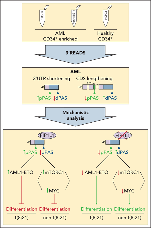 3′ READS was performed on human AML samples with and without t(8;21) that were enriched for CD34+ cells and on healthy CD34+ HSPCs to define global APA profiles. In AML samples, shortening of 3′ UTRs and lengthening of CDSs was detected. Mechanistic analysis revealed FIP1L1 as a major regulator of APA in AML that mediates global 3′ UTR shortening. In AML cells with t(8;21), this leads to increased levels of AML1-ETO, whereas in AML cells without t(8;21), mTORC1 and MYC levels are increased. This mechanism contributes to the characteristic block of AML cell differentiation. Knockdown of FIP1L1 reversed the characteristic APA patterns and induced differentiation of AML cells. dPAS, distal poly(A) site; pPAS, proximal poly(A) site.