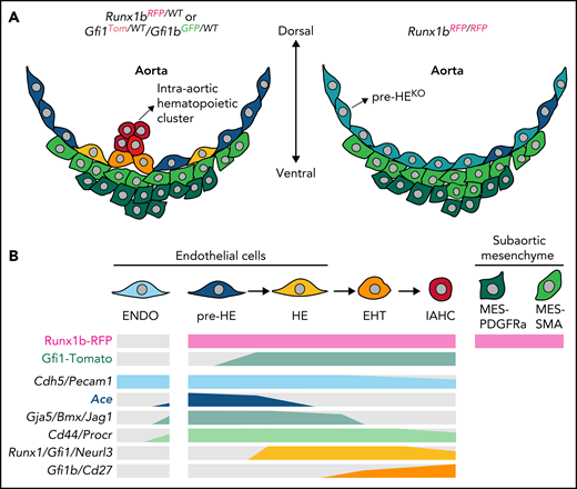 Molecular changes caused by deficiency of Runx1b and Gfi1/Gfi1b. (A) Cellular constitution of the ventral part of the aortic structure where HSCs are generated in midgestational mouse embryos: Runx1b or Gfi1/Gfi1b heterozygous embryo (left panel) and Runx1b homozygous-knockout (KO) embryo (right panel). Runx1b deletion leads to an extensive change in pre-HE characteristics in addition to the loss of HE, EHT, and intra-aortic hematopoietic cluster cells, as well as alteration of the subaortic niche composition. (B) Expression of the reporters (top 2 lines) and the transcripts of representative markers (lower 6 lines) in different cell populations, including EHT continuum. Gray color indicates very low expression. Note the specific expression of Ace in pre-HE. ENDO, endothelial; IAHC, intra-aortic hematopoietic clusters; MES-PDGFRa, PDGFRa+ mesenchymal; MES-SMA, SMA+ mesenchymal; WT, wild-type. The figure was created by Siyuan Hou (Jinan University, Guangzhou, China).