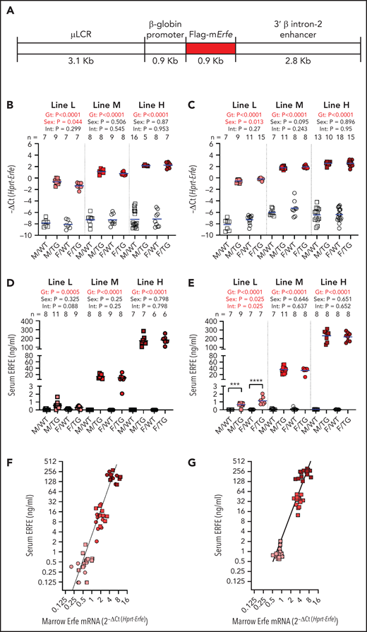 Generation of Hbb-Erfe mice and analysis of Erfe overexpression. (A) Structure of the transgene construct. Bone marrow Erfe mRNA in 6-week-old mice (B) and 16-week-old mice (C). Serum ERFE levels of 6-week-old mice (D) and 16-week-old mice (E). Relationship between serum ERFE protein levels and marrow Erfe mRNA in 6-week-old mice (F), regression line Y = 3.18* X2.5 (r2 = 0.51), and 16-week-old mice (G), regression line Y = 0.83* X2.4 (r2 = 0.57). In all panels, male = M (square) and female = F (circle); the mean of each group is shown by the blue line. TG = Erfe-overexpressing mice (line-L, pink symbols; line-M, red symbols; and line-H, dark red symbols); WT littermate controls are indicated by white symbols. Within each individual transgenic line, groups were compared by using two-way analysis of variance to determine significant effects (P < .05, bold red) of genotype (Gt) and sex on data variation and to identify interactions (Int) between these variables. Cohort numbers for mRNA and serum analysis are shown. For significant Int, the effects of Gt in males and females were analyzed using Šidák’s multiple comparisons test: *** P < .001, **** P < .0001