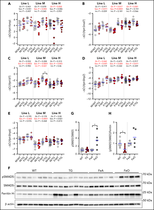 Effect of Erfe overexpression on liver BMP signaling. Relative mRNA expression of Hamp (A), Smad7 (B), Id1 (C), Bmp2 (D), and Bmp6 (E) in the liver at 6 weeks of age in male (M, square) and female (F, circle) WT (white symbols) Erfe-overexpressing (TG, colored symbols) mice and WT littermate control mice from line-L (white/pink), line-M (white/red), and line-H (white/dark red). Group means are indicated by blue lines, and groups within each individual line and age group were compared by using 2-way analysis of variance to determine significant effects of genotype (Gt) and sex on data variation and to identify interactions (Int) between these variables (P < .05 denoted in bold red). In the event of significant Int between Gt and sex, individual groups were compared by using Šidák’s multiple comparisons test (*P < .05). (F) Western blotting of liver total cell lysates from 6-week-old, male, WT, or TG littermates and 16-week-old, male, WT mice fed either an iron-adequate (FeA, light gray symbols) or iron-loaded (FeO, dark gray symbols) diet for pSMAD5, SMAD5, ferritin H, and β-actin. Densitometry analysis of pSMAD5 levels normalized to SMAD5 (G) and the pSMAD5/SMAD5 ratio normalized to ferritin H levels (H). Differences in group means between WT and TG mice or FeA and FeO mice, respectively, were analyzed for statistical significance by using the Student t test (*P < .05).