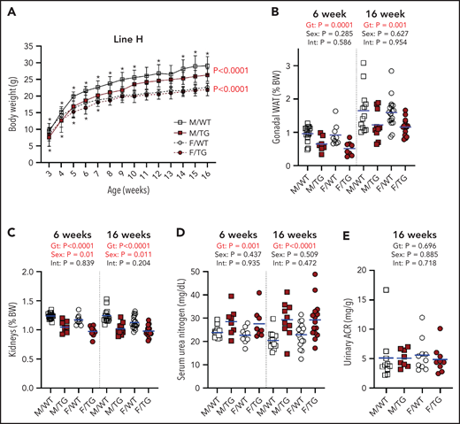 High Erfe expression causes reduced body and kidney mass in line-H mice. (A) Growth curves from ages 3 to 16 weeks. Statistical significance of the effect of genotype (Gt) on data variation between body weights (BWs) of sex-matched, line-H male (M, square) and female (F, circle) WT (white symbols) mice and Erfe-overexpressing (TG, dark red symbols) littermates determined by using two-way analysis of variance are displayed to the right of their respective curves. Statistically significant differences (P < .05) between sex-matched WT and TG BWs at individual time points, determined by using the Student t test, are indicated by asterisks above or below curves for male and female mice, respectively. Decreased mass of gonadal white adipose tissue (WAT) pads (B) and kidneys (C) from line-H mice as a percentage of total BW at 6 and 16 weeks of age. Serum blood urea nitrogen in line-H mice at 6 and 16 weeks of age (D) and urinary albumin-creatinine ratio (ACR) in line-H mice at 16 weeks of age (E). Group means are indicated by blue lines. Groups at each age were compared by using 2-way analysis of variance to determine significant effects of Gt and sex on data variation and to identify interactions (Int) between these variables (P < .05 denoted in bold red).
