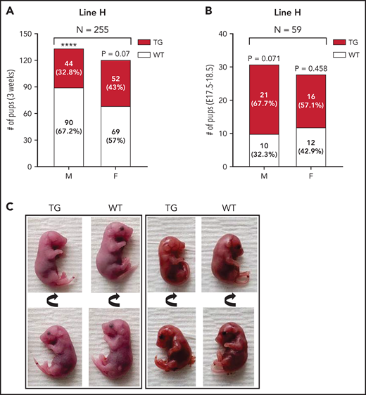 Impaired postnatal survival and unilateral anophthalmia in line-H transgenic mice. Number and within-sex percentage of WT (white) and Erfe-overexpressing (TG, dark red) offspring, grouped according to offspring sex (M = male; F = female), from line-H breeding surviving at 3 weeks of age (A) or in utero at embryonic day E17.5-18.5 (B). Statistically significant differences from expected proportions were assessed by binomial testing (****P < .0001). (C) Examples of unilateral anophthalmia in line-H TG mice at day E17.5-18.5. Top and bottom panels display the same pup rotated to show, in TG mice, normal (bottom) or impaired (top) eye development compared with WT littermates.
