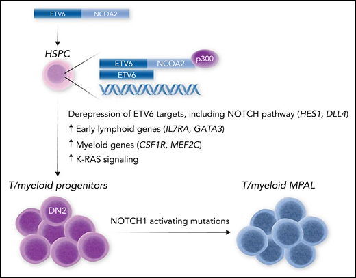 Model for T/myeloid MPAL induced by ETV6-NCOA2. Expression of the EVT6-NCOA2 fusion oncoprotein in HSPCs leads to formation of an aberrant transcriptional complex via binding to wild-type ETV6 and the transcriptional coactivator p300. This causes de-repression of ETV6 target genes, including NOTCH targets (HES1 and DLL4) and early lymphoid genes (IL7RA and GATA3) that promote lymphoid commitment while maintaining the expression of myeloid regulatory genes (CSF1 and MEF2C) that block further lymphoid differentiation. This causes differentiation arrest of multipotent T/myeloid progenitors, which accumulate further mutations, such as activating NOTCH1 mutations, that result in overt T/myeloid MPAL.