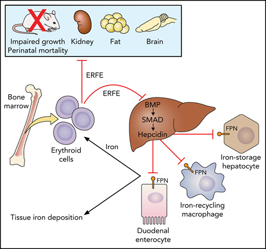 Schematic diagram depicting phenotypic findings in Erfe-transgenic mice. Erythroid cells overexpress and secrete ERFE, which circulates to the liver, where it acts as a BMP ligand trap to inhibit SMAD signaling and hepcidin transcription. Hepcidin suppression stabilizes ferroportin (FPN) expression on duodenal enterocytes, iron-recycling macrophages, and iron-storage hepatocytes to increase iron release into circulation to support erythropoiesis. Excess iron deposits in the liver and other tissues. At the highest levels, excess ERFE also acts on other organ systems, leading to perinatal lethality, impaired growth, reduced kidney size and function, decreased gonadal fat depots, and neurobehavioral abnormalities.