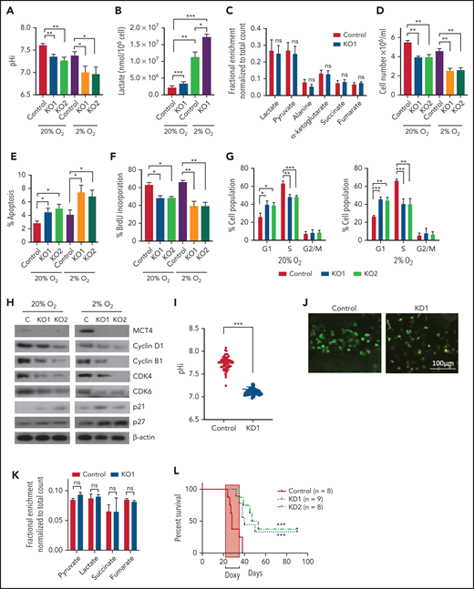 Genetic inhibition of MCT4 reverted aberrant alkaline pHi and suppressed cellular growth in AML. (A-B) pHi (A) and intracellular lactate (B) in mouse MLL-AF9 AML with MCT4 KO in vitro (n = 4). (C) Ten-minute 10-mM 13C lactate flux and analysis of 13C-labeled metabolites in MLL-AF9 AML in vitro with MCT4 KO by gas chromatography–mass spectrometry (GC-MS; n = 4). (D) In vitro growth of MLL-AF9 AML upon MCT4 KO (n = 4). (E) In vitro apoptosis assay of MLL-AF9 AML upon MCT4 KO (n = 4). (F) BrdU incorporation assay in MCT4 KO AML in vitro (n = 4). (G) Distribution of cell populations in G1, S, and G2/M phase in cell cycle upon MCT4 KO in MLL-AF9 AML in vitro (n = 4). (H) Western blot of cell cycle–related proteins in MCT4 KO AML. (I) In vivo pHi of MLL-AF9 AML with scrambled shRNA control (n = 70) and MCT4 knockdown (KD; n = 70; from 3 mice) imaged by multiphoton fluorescence microscope was determined based on the calibrated standard cell (supplemental Figure 1C). (J) Representative images of multiphoton fluorescence microscope showing in vivo pHi from pH reporter expressing AML 2 days after in vivo–induced MCT4 KD by shRNA. (K) Thirty-minute 25-mg/kg 13C lactate flux and analysis of 13C-labeled metabolites in MLL-AF9 AML in vivo with MCT4 KO by GC-MS (n = 4). (L) Kaplan-Meier survival analysis of mice transplanted with MLL-AF9 AML upon in vivo–induced MCT4 (n = 8 of 9) or scrambled shRNA (n = 8). Red area indicates doxycycline induction. (M) Representative FACS plots showing the proportion of host leukocytes (CD45.2) and AML (CD45.1) in recipient BM at 60 days after doxycycline withdrawal and 24 weeks after secondary transplantation. (N) Serial colony-forming assay of mouse cKit+ MLL-AF9 AML with MCT4 KO (n = 3; triplicate wells for each experiment). (O) FACS analysis of MCT4 protein expression in primary human AML samples (n = 6) with MCT4 KD by shRNA and scrambled shRNA control. (P-Q) pHi (P) and intracellular lactate (Q) in primary human AML with MCT4 KD (n = 4) ex vivo. (R) In vivo engraftment of primary human AML with MCT4 KD by shRNA or scrambled shRNA in NSG (9 individual AML patient samples; 1-2 mice per each sample). (S) pHi in human CD34+CD38− primary AML with MCT4 KD (n = 6) ex vivo. (T) Serial colony-forming assay of human CD34+CD38− primary AML with MCT4 KO (5 individual AML patient samples; triplicate wells for each experiment). *P < .05, **P < .01, ***P < .001. CFU, colony-forming unit; MFI, mean fluorescence intensity; ns, not significant.