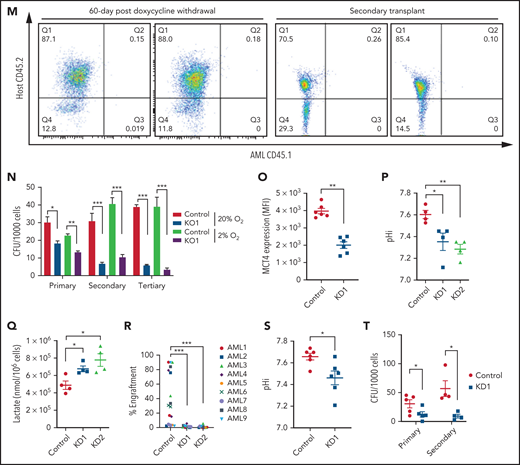 Genetic inhibition of MCT4 reverted aberrant alkaline pHi and suppressed cellular growth in AML. (A-B) pHi (A) and intracellular lactate (B) in mouse MLL-AF9 AML with MCT4 KO in vitro (n = 4). (C) Ten-minute 10-mM 13C lactate flux and analysis of 13C-labeled metabolites in MLL-AF9 AML in vitro with MCT4 KO by gas chromatography–mass spectrometry (GC-MS; n = 4). (D) In vitro growth of MLL-AF9 AML upon MCT4 KO (n = 4). (E) In vitro apoptosis assay of MLL-AF9 AML upon MCT4 KO (n = 4). (F) BrdU incorporation assay in MCT4 KO AML in vitro (n = 4). (G) Distribution of cell populations in G1, S, and G2/M phase in cell cycle upon MCT4 KO in MLL-AF9 AML in vitro (n = 4). (H) Western blot of cell cycle–related proteins in MCT4 KO AML. (I) In vivo pHi of MLL-AF9 AML with scrambled shRNA control (n = 70) and MCT4 knockdown (KD; n = 70; from 3 mice) imaged by multiphoton fluorescence microscope was determined based on the calibrated standard cell (supplemental Figure 1C). (J) Representative images of multiphoton fluorescence microscope showing in vivo pHi from pH reporter expressing AML 2 days after in vivo–induced MCT4 KD by shRNA. (K) Thirty-minute 25-mg/kg 13C lactate flux and analysis of 13C-labeled metabolites in MLL-AF9 AML in vivo with MCT4 KO by GC-MS (n = 4). (L) Kaplan-Meier survival analysis of mice transplanted with MLL-AF9 AML upon in vivo–induced MCT4 (n = 8 of 9) or scrambled shRNA (n = 8). Red area indicates doxycycline induction. (M) Representative FACS plots showing the proportion of host leukocytes (CD45.2) and AML (CD45.1) in recipient BM at 60 days after doxycycline withdrawal and 24 weeks after secondary transplantation. (N) Serial colony-forming assay of mouse cKit+ MLL-AF9 AML with MCT4 KO (n = 3; triplicate wells for each experiment). (O) FACS analysis of MCT4 protein expression in primary human AML samples (n = 6) with MCT4 KD by shRNA and scrambled shRNA control. (P-Q) pHi (P) and intracellular lactate (Q) in primary human AML with MCT4 KD (n = 4) ex vivo. (R) In vivo engraftment of primary human AML with MCT4 KD by shRNA or scrambled shRNA in NSG (9 individual AML patient samples; 1-2 mice per each sample). (S) pHi in human CD34+CD38− primary AML with MCT4 KD (n = 6) ex vivo. (T) Serial colony-forming assay of human CD34+CD38− primary AML with MCT4 KO (5 individual AML patient samples; triplicate wells for each experiment). *P < .05, **P < .01, ***P < .001. CFU, colony-forming unit; MFI, mean fluorescence intensity; ns, not significant.