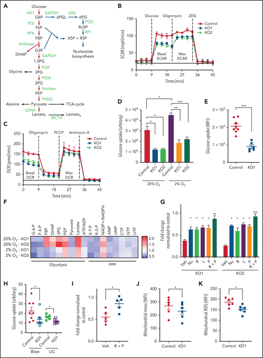 Upregulation of MCT4 is essential in AML-adapted glucose metabolism. (A) An overview of glucose metabolism. (B-C) ECAR (B) and OCR (C) in MLL-AF9 mouse AML upon MCT4 KO in vitro (n = 5). (D-E) In vitro (MCT4 KO by CRISPR-Cas9; n = 3) (D) and in vivo glucose uptake (MCT4 KD by inducible shRNA; n = 6-8) (E) in MLL-AF9 AML. (F) In vitro intracellular metabolite profiling by LC-MS showing the relative levels (normalized to nontargeting gRNA control) of glycolytic and PPP metabolites, ATP/ADP and NADP+/NADPH ratios, and nucleotides in MCT4 KO AML in 20% and 2% O2 (n = 3-5). (G) In vitro cell growth of MCT4 KO AML supplemented with 100 mM of nucleosides (Nu), 10 mM of ribose (R), 2 mM of lactate (L), 0.5 mM of pyruvate (P), or combination of R and P (R+P; n = 3). (H) In vitro glucose uptake of human primary bulk AML blasts and CD34+CD38− with scrambled shRNA (control) or MCT4 KD (6-8 individual AML patient samples). (I) In vitro cell growth of MCT4 KD in primary AML samples supplemented with combination of 10 mM of R and 0.5 mM of P (5 individual AML patient samples). (J) Mitochondrial mass examined by MitoTracker staining in CD34+CD38− upon MCT4 KD (n = 6). (K) Mitochondrial ROS level examined by MitoSOX staining in CD34+CD38− upon MCT4KD (n = 6). (L) In vitro enzymatic activities (normalized to pHi of normal HSPC pH of 7.3) of HK1, PFK1, aldolase, GAPDH, PGK, PGM, PKM2, GAPDH, and PGD at different pHs (n = 3). (M) In vitro 15-minute 13C glucose flux and analysis of 13C-labeled metabolites in glycolytic and PPP metabolites and amino acids (n = 3-4). (N) In vivo 30-minute 13C glucose flux and analysis of 13C-labeled metabolites in glycolysis, PPP, and TCA cycle (n = 4). (O) NAD+/NADH in MLL-AF9 murine AML upon MCT4 KO supplemented with NAD+ (n = 3). (P) In vitro cell growth of MLL-AF9 murine AML upon MCT4 KO supplemented with NAD+ (n = 3). (Q-R) pHi (Q) and glucose uptake (R) of human AML cell lines treated with NHE1 inhibitor (HMA) in vitro (n = 3). (S) In vitro cell growth of AML treated with NHE1 inhibitor (HMA) supplemented with 10 mM of R, 0.5 mM of P, or R+P (n = 3). *P < .05, **P < .01, ***P < .001. AMP, adenosine 5′-monophosphate; MFI, mean fluorescence intensity; ns, not significant; UMP, uridine 5′-monophosphate.