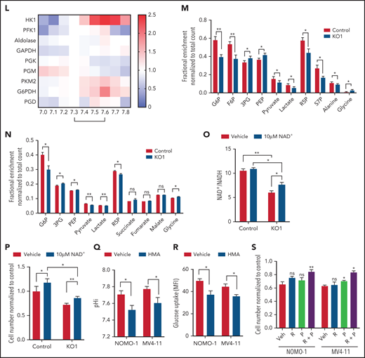 Upregulation of MCT4 is essential in AML-adapted glucose metabolism. (A) An overview of glucose metabolism. (B-C) ECAR (B) and OCR (C) in MLL-AF9 mouse AML upon MCT4 KO in vitro (n = 5). (D-E) In vitro (MCT4 KO by CRISPR-Cas9; n = 3) (D) and in vivo glucose uptake (MCT4 KD by inducible shRNA; n = 6-8) (E) in MLL-AF9 AML. (F) In vitro intracellular metabolite profiling by LC-MS showing the relative levels (normalized to nontargeting gRNA control) of glycolytic and PPP metabolites, ATP/ADP and NADP+/NADPH ratios, and nucleotides in MCT4 KO AML in 20% and 2% O2 (n = 3-5). (G) In vitro cell growth of MCT4 KO AML supplemented with 100 mM of nucleosides (Nu), 10 mM of ribose (R), 2 mM of lactate (L), 0.5 mM of pyruvate (P), or combination of R and P (R+P; n = 3). (H) In vitro glucose uptake of human primary bulk AML blasts and CD34+CD38− with scrambled shRNA (control) or MCT4 KD (6-8 individual AML patient samples). (I) In vitro cell growth of MCT4 KD in primary AML samples supplemented with combination of 10 mM of R and 0.5 mM of P (5 individual AML patient samples). (J) Mitochondrial mass examined by MitoTracker staining in CD34+CD38− upon MCT4 KD (n = 6). (K) Mitochondrial ROS level examined by MitoSOX staining in CD34+CD38− upon MCT4KD (n = 6). (L) In vitro enzymatic activities (normalized to pHi of normal HSPC pH of 7.3) of HK1, PFK1, aldolase, GAPDH, PGK, PGM, PKM2, GAPDH, and PGD at different pHs (n = 3). (M) In vitro 15-minute 13C glucose flux and analysis of 13C-labeled metabolites in glycolytic and PPP metabolites and amino acids (n = 3-4). (N) In vivo 30-minute 13C glucose flux and analysis of 13C-labeled metabolites in glycolysis, PPP, and TCA cycle (n = 4). (O) NAD+/NADH in MLL-AF9 murine AML upon MCT4 KO supplemented with NAD+ (n = 3). (P) In vitro cell growth of MLL-AF9 murine AML upon MCT4 KO supplemented with NAD+ (n = 3). (Q-R) pHi (Q) and glucose uptake (R) of human AML cell lines treated with NHE1 inhibitor (HMA) in vitro (n = 3). (S) In vitro cell growth of AML treated with NHE1 inhibitor (HMA) supplemented with 10 mM of R, 0.5 mM of P, or R+P (n = 3). *P < .05, **P < .01, ***P < .001. AMP, adenosine 5′-monophosphate; MFI, mean fluorescence intensity; ns, not significant; UMP, uridine 5′-monophosphate.