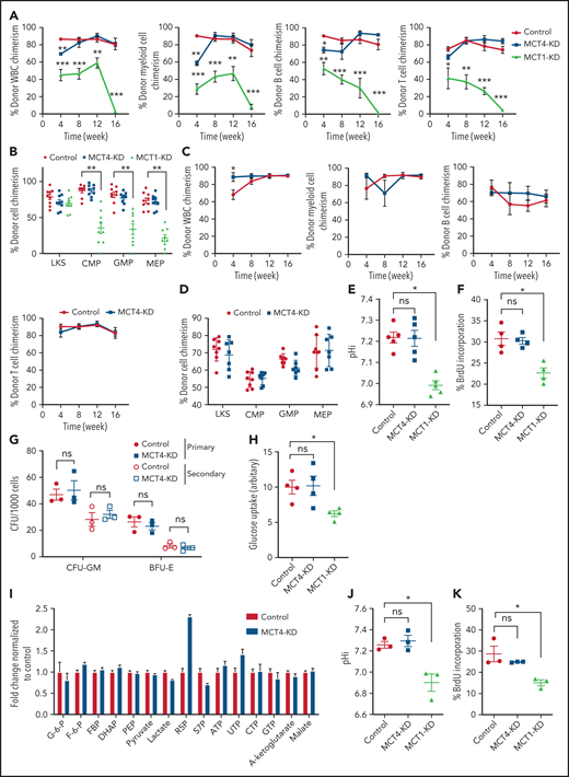 Normal HSPC function is MCT4 independent but MCT1 indispensable. (A) Normal CD45.1 LKS was infected with MCT4/MCT1 shRNA or scrambled shRNA and transplanted into primary recipient mice (n = 8-9) with CD45.2 carrier WBM. Reconstituted CD45.1 and CD45.2 white blood cells (WBCs) and myeloid, B, and Tcells were examined every 4 weeks posttransplantation until week 16, and percentage of CD45.1 chimerism was evaluated (combined data of 2 individual shRNA sequences). (B) At week 16 posttransplantation, mouse BM was harvested. Different HSPCs in BM were examined by FACS. (C) WBM from primary transplantation was injected into secondary recipient mice. WBCs and myeloid, B, and T cells were traced for 16 weeks (n = 7-8). (D) HSPCs in BM were harvested and examined at week 16. (E) pHi analysis in CB CD34+ cells upon MCT1 or MCT4 KD (n = 4). (F) In vitro BrdU incorporation assay in CB CD34+ cells upon MCT1 or MCT4 KD (n = 4). (G) Serial in vitro colony-forming assay of human CB CD34+ cells with MCT4 KD (n = 3; triplicate wells for each experiment). (H) In vitro glucose uptake in CB CD34+ cells with MCT1 or MCT4 KD (n = 4). (I) In vitro intracellular metabolite profiling by LC-MS showing the relative levels of glycolytic, PPP, and TCA metabolites and nucleotides of MCT4 KD CB CD34+ cells in 20% O2 (n = 3). (J-K) In vitro pHi (J) and in vitro BrdU incorporation assay (K) of normal LKS with MCT1 or MCT4 KD (n = 3). (l) In vitro glucose uptake of normal GMP with MCT1 or MCT4 KD (n = 3). (M) Serial in vitro colony-forming assay of human CB CD34+ cells with MCT1 KD (n = 3; triplicate wells for each experiment). (N) Growth of MLL-AF9 AML with KO of different pH regulators in vitro by CRISPR-Cas9 (averaged growth from 3-4 individual gRNA sequences; 4 replicates of experiment). (O) Western blot of MCT1 protein in MLL-AF9 AML with MCT4 KO in vitro. *P < .05, **P < .01, ***P < .001. CFU, colony-forming unit; ns, not significant.