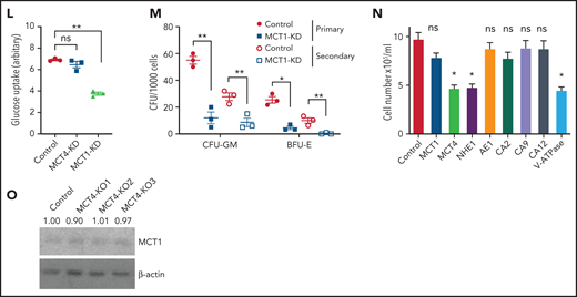 Normal HSPC function is MCT4 independent but MCT1 indispensable. (A) Normal CD45.1 LKS was infected with MCT4/MCT1 shRNA or scrambled shRNA and transplanted into primary recipient mice (n = 8-9) with CD45.2 carrier WBM. Reconstituted CD45.1 and CD45.2 white blood cells (WBCs) and myeloid, B, and Tcells were examined every 4 weeks posttransplantation until week 16, and percentage of CD45.1 chimerism was evaluated (combined data of 2 individual shRNA sequences). (B) At week 16 posttransplantation, mouse BM was harvested. Different HSPCs in BM were examined by FACS. (C) WBM from primary transplantation was injected into secondary recipient mice. WBCs and myeloid, B, and T cells were traced for 16 weeks (n = 7-8). (D) HSPCs in BM were harvested and examined at week 16. (E) pHi analysis in CB CD34+ cells upon MCT1 or MCT4 KD (n = 4). (F) In vitro BrdU incorporation assay in CB CD34+ cells upon MCT1 or MCT4 KD (n = 4). (G) Serial in vitro colony-forming assay of human CB CD34+ cells with MCT4 KD (n = 3; triplicate wells for each experiment). (H) In vitro glucose uptake in CB CD34+ cells with MCT1 or MCT4 KD (n = 4). (I) In vitro intracellular metabolite profiling by LC-MS showing the relative levels of glycolytic, PPP, and TCA metabolites and nucleotides of MCT4 KD CB CD34+ cells in 20% O2 (n = 3). (J-K) In vitro pHi (J) and in vitro BrdU incorporation assay (K) of normal LKS with MCT1 or MCT4 KD (n = 3). (l) In vitro glucose uptake of normal GMP with MCT1 or MCT4 KD (n = 3). (M) Serial in vitro colony-forming assay of human CB CD34+ cells with MCT1 KD (n = 3; triplicate wells for each experiment). (N) Growth of MLL-AF9 AML with KO of different pH regulators in vitro by CRISPR-Cas9 (averaged growth from 3-4 individual gRNA sequences; 4 replicates of experiment). (O) Western blot of MCT1 protein in MLL-AF9 AML with MCT4 KO in vitro. *P < .05, **P < .01, ***P < .001. CFU, colony-forming unit; ns, not significant.