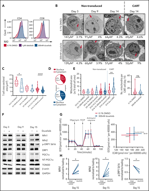 Duvelisib added during CART cell culture increased mitochondrial fusion with increased mitochondrial fusion proteins but did not change the OCRs. (A) T cells cultured with or without PI3K inhibitors were stained with NAO and assessed by flow cytometry, with representative NAO fluorescence shown on the CD4+ and CD8+ T-cell subsets. (B) Transmission electron microscopic images of nontransduced and CAR transduced T cells at day 14 of culture, with cell cross-sectional areas and mitochondrial cross-sectional area as a percentage of total cell area shown below each image. Images with cell size and mitochondrial area representative of the mean for each group are shown. FIJI software measured T-cell sizes across >10 replicate images for each patient and condition. Representative images from >420 acquired images are shown. Red arrows, mitochondria. (C) T-cell size, shown as cross-sectional area, over time in culture without or with duvelisib. (D) Differences in cross-sectional area of cytoplasm and nucleus at day 14 of culture in control and duvelisib T cell cultures. (E) Violin plots showing mitochondrial area as a percentage of T cell cross-sectional area for nontransduced and CART transduced cells. (F) Representative western blot analysis of mitochondrial fusion proteins MFN1 and MFN2. (G) Evaluation of oxygen consumption rates using a Seahorse bioenergetics bioanalyzer of OCR and extracellular acidification rate (ECAR) for CLL T-cell cultures. Cells were plated at 4 × 105 per well for both control CART and Duv-CART. Results from 4 representative CLL samples from 12 replicates are shown. (H) Quantified western blots (MFN1, MFN2, and p.DRP1) from 3 to 5 CLL donors for select proteins. *P < .05; **P ≤ .01; ****P ≤ .0001; ns, not significant.