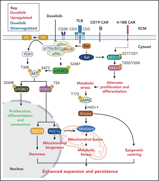 A proposed mechanism for the increased antileukemia activity of Duv-CART cells. T-cell receptor signaling activates PI3K phosphorylation through phosphorylation of protein lipase C (not shown). Duvelisib inhibits the active sites of PI3Kδ and PI3Kγ at the p110δ and p110γ subunits. Processes that duvelisib upregulates are shown in green, and processes that duvelisib downregulates are shown in red.