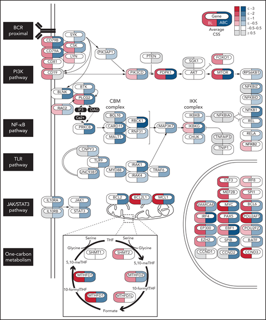 Essential genes in BL and ABC-DLBCL. Icons indicate essential genes from CRISPR screens colored by the average CSS in BL (red) or ABC-DLBCL (blue) cell lines. BL cell lines: BL60, RAJI, Ramos, ABC-DLBCL cell lines: HBL-1, TMD8, U2932, HLY1.