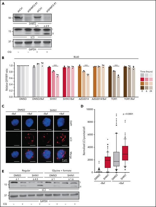 SHMT2 inhibition induces autophagic degradation of TCF3. (A) Representative western blot analysis showing LC3 levels in BL60 cells expressing either SHMT2-specific shRNA or nonspecific control shRNA that were treated with chloroquine at a concentration of 100 µM for 4 hours as indicated. GAPDH served as loading control. (n = 4; P = .01 in Student t test). (B) GFP/RFP ratio of BL60 cells transduced with tfLC3 reporter upon treatment with SHIN1 at a concentration of 2.5 µM, AZD2014 at a concentration of 200 nM, and Torin 1 (TOR1) at a concentration of 500 nM for indicated durations. A reduced ratio represents an increased level of autophagy. Bafilomycin A1 (Baf) treatment at 50 nM was used to inhibit autophagy (n = 3, mean ± SEM; P < .0001 in Tukey’s multiple comparison test for TOR1, AZD2014, and SHIN1 compared with DMSO after 6 hours and 24 hours; P = ns for rescue with Baf after 6 hours and 24 hours). (C) Representative confocal images of LC3 immunofluorescence staining. BL60 cells were treated for 24 hours with 2.5 µM SHIN1 or DMSO as well as for the last 6 hours with 50 nM of Bafilomycin or DMSO and stained for LC3 and DAPI. LC3 was stained with Alexa Fluor 647 (red) and nuclei were counterstained with DAPI (blue). Representative images display the overlay max intensity of the 41 z-stacks of the 647 channel and the average intensity of the z-stacks of the DAPI signal. (D) Quantification of LC3 punctae from microscopic images of BL60 cells treated as described in Figure 5C. Data were normalized to control and reported as percentage (n = 2, with n ≥ 31 single cells per condition). Box plots represent the median and 25th to 75th percentiles, whiskers display 10th to 90th percentiles, and outliers are displayed as dots. P < .0001 according to a Kruskal-Wallis test. (E) Representative western blot analysis showing LC3 levels in BL60 cells upon SHIN1 treatment at 2.5 µM for 48 hours in regular medium and upon supplementation with formate and glycine. Chloroquine treatment was applied at a concentration of 100 µM for 4 hours. GAPDH served as loading control (n = 3; P = .03 in Student t test for ΔLC3-II in SHIN1 vs DMSO in regular medium). (F-G) Representative western blots in BL60 cells showing ULK1 Ser757 phosphorylation, ULK1, TCF3, and SHP-1 after treatment of BL60 cells with 2.5 µM SHIN1 for 48 hours in regular medium and upon supplementation with glycine and formate (3.3 mM and 2 mM, respectively). pULK1 and ULK1 were probed on different membranes, but samples were derived from the same experiment and blots were processed in parallel. GAPDH served as loading control (n = 3; P = .02 in Student t test for pULK1 levels in SHIN1 vs DMSO in regular medium; P = .003 in Student t test for TCF3 levels in regular medium vs glycine/formate supplementation; and P = .008 in Student t test for SHP-1 levels in regular medium vs glycine/formate supplementation). (H) Representative western blots showing TCF3 levels in ATG5 KO compared with control-sgRNA in BL60 cell line upon induction of knockout with 250 ng/mL of doxycycline and 48 hours of SHIN1 treatment at a concentration of 2.5 µM vs DMSO control. GAPDH served as loading control (n = 3; P = .037 in paired Student t test for TCF3 levels in SHIN1 vs DMSO in samples with sgCtrl; P = ns in paired Student t test for TCF3 levels in SHIN1 vs DMSO in samples with sgATG5). (I) PLA score is shown for PLA of TCF3 and LC3 in SHIN1-treated BL60 cells at a concentration of 2.5 µM for 18 hours compared with DMSO control, in regular medium as well as upon supplementation of glycine/formate at a concentration of 3.3 mM and 2 mM, respectively (n = 4; n ≥ 105 single cells per condition). Box plots represent the median and 25th to 75th percentiles, whiskers display 10th to 90th percentiles, and outliers are displayed as dots (P < .001 in Kruskal-Wallis test). (J) Representative confocal images from PLA for TCF3 and LC3 in BL60 cell line, as described in Figure 5I. Merged images represent the composite images of the PLA of TCF3 and LC3 (red) and the DAPI signal (blue).