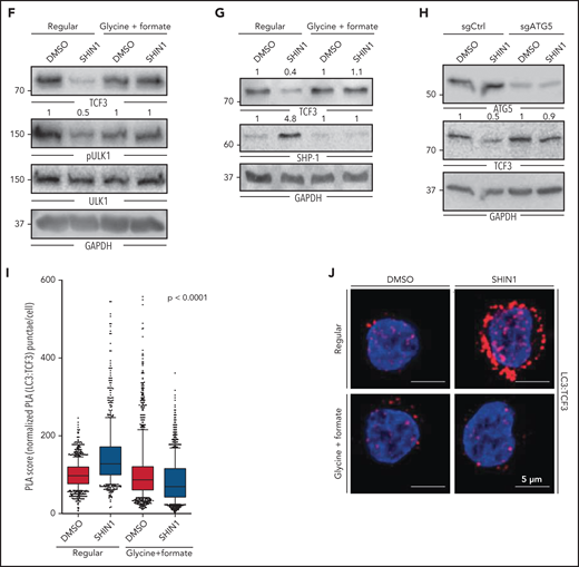 SHMT2 inhibition induces autophagic degradation of TCF3. (A) Representative western blot analysis showing LC3 levels in BL60 cells expressing either SHMT2-specific shRNA or nonspecific control shRNA that were treated with chloroquine at a concentration of 100 µM for 4 hours as indicated. GAPDH served as loading control. (n = 4; P = .01 in Student t test). (B) GFP/RFP ratio of BL60 cells transduced with tfLC3 reporter upon treatment with SHIN1 at a concentration of 2.5 µM, AZD2014 at a concentration of 200 nM, and Torin 1 (TOR1) at a concentration of 500 nM for indicated durations. A reduced ratio represents an increased level of autophagy. Bafilomycin A1 (Baf) treatment at 50 nM was used to inhibit autophagy (n = 3, mean ± SEM; P < .0001 in Tukey’s multiple comparison test for TOR1, AZD2014, and SHIN1 compared with DMSO after 6 hours and 24 hours; P = ns for rescue with Baf after 6 hours and 24 hours). (C) Representative confocal images of LC3 immunofluorescence staining. BL60 cells were treated for 24 hours with 2.5 µM SHIN1 or DMSO as well as for the last 6 hours with 50 nM of Bafilomycin or DMSO and stained for LC3 and DAPI. LC3 was stained with Alexa Fluor 647 (red) and nuclei were counterstained with DAPI (blue). Representative images display the overlay max intensity of the 41 z-stacks of the 647 channel and the average intensity of the z-stacks of the DAPI signal. (D) Quantification of LC3 punctae from microscopic images of BL60 cells treated as described in Figure 5C. Data were normalized to control and reported as percentage (n = 2, with n ≥ 31 single cells per condition). Box plots represent the median and 25th to 75th percentiles, whiskers display 10th to 90th percentiles, and outliers are displayed as dots. P < .0001 according to a Kruskal-Wallis test. (E) Representative western blot analysis showing LC3 levels in BL60 cells upon SHIN1 treatment at 2.5 µM for 48 hours in regular medium and upon supplementation with formate and glycine. Chloroquine treatment was applied at a concentration of 100 µM for 4 hours. GAPDH served as loading control (n = 3; P = .03 in Student t test for ΔLC3-II in SHIN1 vs DMSO in regular medium). (F-G) Representative western blots in BL60 cells showing ULK1 Ser757 phosphorylation, ULK1, TCF3, and SHP-1 after treatment of BL60 cells with 2.5 µM SHIN1 for 48 hours in regular medium and upon supplementation with glycine and formate (3.3 mM and 2 mM, respectively). pULK1 and ULK1 were probed on different membranes, but samples were derived from the same experiment and blots were processed in parallel. GAPDH served as loading control (n = 3; P = .02 in Student t test for pULK1 levels in SHIN1 vs DMSO in regular medium; P = .003 in Student t test for TCF3 levels in regular medium vs glycine/formate supplementation; and P = .008 in Student t test for SHP-1 levels in regular medium vs glycine/formate supplementation). (H) Representative western blots showing TCF3 levels in ATG5 KO compared with control-sgRNA in BL60 cell line upon induction of knockout with 250 ng/mL of doxycycline and 48 hours of SHIN1 treatment at a concentration of 2.5 µM vs DMSO control. GAPDH served as loading control (n = 3; P = .037 in paired Student t test for TCF3 levels in SHIN1 vs DMSO in samples with sgCtrl; P = ns in paired Student t test for TCF3 levels in SHIN1 vs DMSO in samples with sgATG5). (I) PLA score is shown for PLA of TCF3 and LC3 in SHIN1-treated BL60 cells at a concentration of 2.5 µM for 18 hours compared with DMSO control, in regular medium as well as upon supplementation of glycine/formate at a concentration of 3.3 mM and 2 mM, respectively (n = 4; n ≥ 105 single cells per condition). Box plots represent the median and 25th to 75th percentiles, whiskers display 10th to 90th percentiles, and outliers are displayed as dots (P < .001 in Kruskal-Wallis test). (J) Representative confocal images from PLA for TCF3 and LC3 in BL60 cell line, as described in Figure 5I. Merged images represent the composite images of the PLA of TCF3 and LC3 (red) and the DAPI signal (blue).