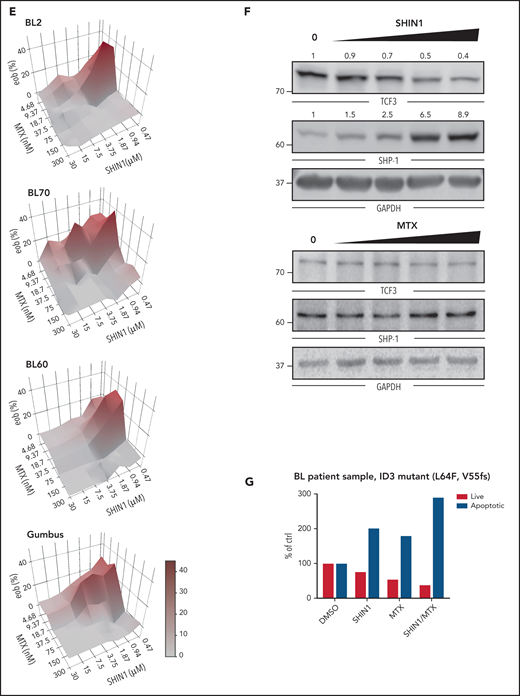 Identification of drugs acting synergistically with an SHMT inhibitor. (A) IC50 of SHIN1 in different BL cell lines measured by MTT assay. Cells were treated for 4 days (n = 4; mean ± SEM). The presence/absence of reported oncogenic ID3 and TCF3 mutations for the individual cell lines is indicated by + or −. (B) Stable cell lines isolated from murine Eµ:Myc (M2121, M452) and DMBC (BSQ12, BSQ27) tumors were treated with varying doses of SHIN2 for 72 hours, and viability was measured by CellTiterGlo assay (n = 3). Error bars represent standard deviation (SD). For each concentration, both Eµ:Myc lines were compared with both DMBC lines by Welch t test. *P < .05 for all comparisons at that concentration. (C) Results from “spiked-in,” quantitative high-throughput drug screening utilizing a mechanistically annotated library (MIPE 5.0), either synergizing or antagonizing SHIN1 treatment. (D) Selected hits from “spiked-in,” quantitative high-throughput drug screening that are synergistic with SHIN1 treatment. (E) Combined treatment of SHIN1 and methotrexate (MTX) shows synergy in MTT assay (n = 3; 1 representative analysis is shown). eob, excess over bliss. (F) Western blot of BL60 wild-type cells treated with either SHIN1 (concentrations ranging from 0.5-5 µM) or MTX (10-100 nM) for 3 days. GAPDH served as loading control. Cropped blots of representative experiments are shown with quantification for SHIN1-treated cells (n = 3-5; P = .002 in Student t test for altered TCF3 levels in 2.5 µM concentration and P = .003 for SHP-1 levels, respectively). (G) Annexin V staining in CD19+ cells derived from bone marrow of a 27-year-old patient with BL after in vitro treatment with SHIN1 (5 µM) and MTX (20 nM) for 96 hours. Cells were normalized to DMSO control. ID3 mutations (L64F, V55fs) were detected by exome sequencing (supplemental Figure 7A; supplemental Table 4). F, phenylalanine; fs, frame shift; L, leucin; V, valine.