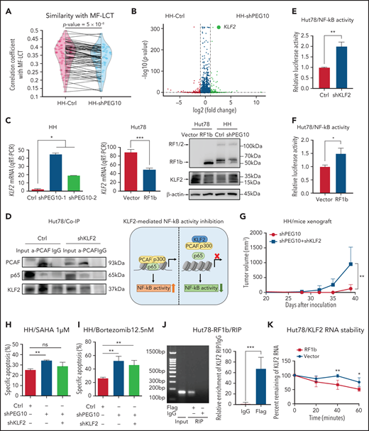 PEG10 confers growth advantage and HDACi/Pi resistance via a KLF2/NF-κB axis in CTCL cells. (A) Spearman correlation analysis of gene expression from control (Ctrl) as well as PEG10-silenced (shPEG10) HH cells with MF-LCT samples. The 2 dots on each line represent the correlation coefficients between each MF-LCT sample with a Ctrl as well as a shPEG10 sample, respectively. Paired P = 5 x 10−8. (B) Volcano plot of upregulated (red) and downregulated (blue) DEGs (fold change ≥2 or ≤−2 and P < .05) between PEG10-suppressed (shPEG10) and control (Ctrl) HH cells and KLF2 gene pointed out in green color. (C) KLF2 mRNA and protein levels of PEG10-suppressed (shPEG10-1, shPEG10-2) HH cells, RF1b-overexpressed (RF1b) Hut78 cells, and their control cells (Ctrl; vector). (D) Coimmunoprecipitation of nuclear extracts from control (Ctrl) and KLF2-suppressed (shKLF2) Hut78 cells using a PACF antibody (lane 2 and 5) or normal rabbit IgG (lane 3 and 6) with protein A/G agarose. PCAF, p65, and KLF2 were identified by western blot. Lanes 1 and 4 show input control, respectively. Schematic model of KLF2-mediated NF-κB activity inhibition is shown on the right panel. (E,F) NF-κB luciferase activity of KLF2-silenced (shKLF2) Hut78 cells and control cells (Ctrl); (E) RF1b-overexpressed (RF1b) Hut78 cells and control cells (vector); (F) via NF-κB luciferase reporter assay. (G) Median tumor volume of xenograft tumors (n = 5, each) after subcutaneously injecting PEG10-suppressed (shPEG10) HH cells, PEG10 and KLF2-suppressed (shPEG10 + shKLF2) HH cells were measured over time. (H,I) Specific apoptosis induced by 1 μM SAHA (H) and 12.5 nM bortezomib (I) for 48 hours, respectively, in different transduced HH cells. Ctrl indicates scrambled shRNA controls; shPEG10 and shKLF2 indicate shRNA sequences targeting PEG10 and KLF2, respectively. (J) RIP assay was executed in cell lysates from PEG10-RF1b overexpressed Hut78 cells using anti-Flag or anti-IgG, then the enrichment of KLF2 was detected by RT-PCR and qRT-PCR. (K) RNA stability assays were performed in PEG10-RF1b overexpressed Hut78 cells and control cells using Actinomycin D to disrupt RNA synthesis, and the degradation levels of the KLF2 mRNA were measured over 0, 20, 40, and 60 minutes. Data are represented as the mean standard deviation. *P < .05; **P < .01; ***P < .001; ns, no significance.