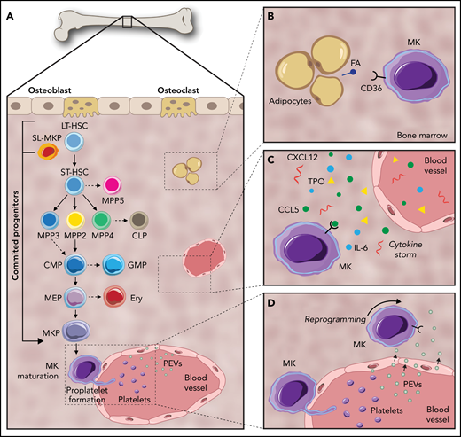 Pathways of megakaryopoiesis, highlighting key mechanisms of communication within the BM niche. (A) Canonical megakaryopoiesis involves differentiation through LT-HSCs, ST-HSCs, and MPPs (MPP2, MPP3, MPP4, and MPP5). In the first bifurcation, MPPs differentiate into CMPs or common lymphoid progenitors (CLP). Continuing down the myeloid lineage, CMPs can then differentiate into granulocyte-macrophage progenitors (GMP) as well as MEPs. MEPs can then differentiate to MkPs that terminally differentiate into MKs. The MK-biased pathway and stem-like MK-committed progenitors (SL-MkP), are highlighted here using an arrow. (B) MKs interact with their surrounding cells, such as adipocytes. MKs uptake fatty acids (FA) released by adipocytes via a CD36-dependent mechanism to facilitate their maturation. (C) Secreted molecules, such as growth factors, cytokines, and lipids, help to orchestrate and maintain the hematopoietic response. (D) PEVs can leave the circulation and infiltrate the BM, where they bind to resident BM cells, including HSCs and MKs, and affect their development.