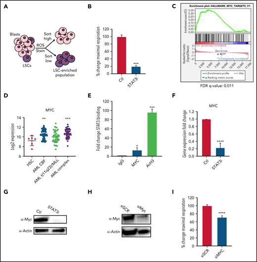 STAT3 regulates OXPHOS in LSCs via transcriptional regulation of MYC. (A) Cartoon depiction of sorting scheme for LSCs. (B) Maximal respiratory capacity changes based on Seahorse Cell Mito Stress Test in LSCs isolated form 3 primary AML samples after treatment with 5 μM of STAT3i for 4 hours compared with vehicle control. (C) RNA-sequencing showing expression changes in the MYC targets pathway in LSCs isolated from 4 primary AML samples after treatment with 5 μM of STAT3i compared with vehicle control. (D) Expression data from BloodSpot showing differences in MYC expression in AML cells compared with hematopoietic stem cells (HSCs). CBF, core-binding factor; Complex, complex cytogenetics. (E) ChIP-PCR showing STAT3 binding to MYC promoter region. Data are shown as percent input and normalized to negative IgG control. AcH3 is used as a positive control (n = 3). (F) qPCR comparing MYC expression of LSCs treated with 5 μM of STAT3i for 4 hours compared with vehicle control. (G) Western blot comparing protein levels of Myc in LSCs treated with 5 μM of STAT3i for 4 hours compared with vehicle control. (H) Western blot showing Myc protein expression 48 hours after siRNA transfection. (I) Seahorse Cell Mito Stress Test showing changes in maximal respiratory capacity of 4 primary AML samples 48 hours after transfection of either siRNA against MYC or scramble control. Statistical analyses were performed using the Student t-test. P values are represented as follows: *P ≤ .05; **P ≤ .01; ***P ≤ .001; ****P ≤ .0001.