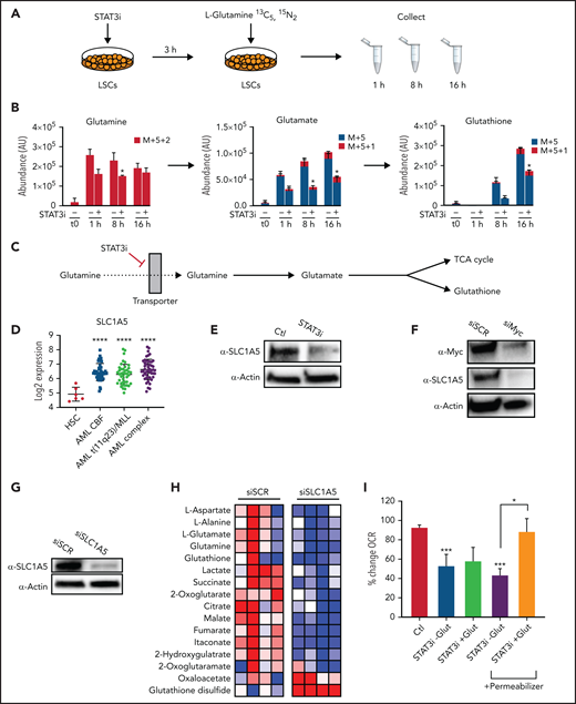 STAT3 promotes glutaminolysis in LSCs via MYC’s regulation of the transporter SLC1A5. (A) Cartoon depiction of experimental design. LSCs are isolated from primary human AML cells and then treated with 5 μM of STAT3i vs vehicle control for 3 hours. Stable-isotope labeled 13C5,15N2-L-Glutamine is then added to the media, and cells are collected at 1, 8, and 16 hours and analyzed by mass spectrometry. (B) Tracing experiments showing changes in intracellular glutamine, glutamate, and glutathione in LSCs after 4 hours of treatment with 5 μM of STAT3i compared with vehicle control (n = 4). (C) Cartoon depiction of hypothesized pathway by which STAT3 regulates glutaminolysis. (D) Data from BloodSpot showing SLC1A5 gene expression in AML cells compared with HSCs. CBF, core-binding factor; Complex, complex cytogenetics. (E) Western blot showing protein levels of SLC1A5 in LSCs after a 4-hour incubation period with 5 μM of STAT3i compared with vehicle control. (F) Western blot showing protein levels of SLC1A5 after knocking down MYC in a human primary AML patient sample. (G) Western blot showing SLC1A5 protein levels after 48 hours of siRNA knockdown compared with scramble control. (H) Heat map of steady-state metabolomics in primary AML cells treated with siSCR versus siSLC1A5. (I) Seahorse assay showing OCR after 40 minutes of 5 μM of STAT3i-treated LSCs in the presence or absence of media supplemented with 10× glutamine. These conditions were then recapitulated in the presence of a plasma membrane permeabilizer (n = 4). Statistical analyses were performed using the Student t-test. P values are represented as follows: *P ≤ .05; **P ≤ .01; ***P ≤ .001; ****P ≤ .0001.