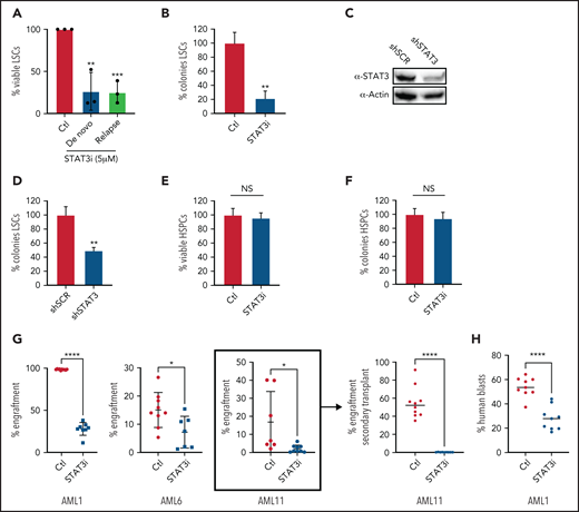 Inhibition of STAT3 leads to selective eradication of LSCs compared with HSPCs. (A) Viability of LSCs isolated from 6 primary human AML samples, 3 at the time of diagnosis and 3 at the time of relapse, after 24-hour treatment with 5 µM of STAT3i compared with vehicle control. (B) Percent number of colonies from 3 primary AML samples treated with 5µM of STAT3i or vehicle control for 24 hours and plated in human methylcellulose media for up to 14 days. (C) Western blot showing protein level of STAT3 after treatment with shRNA against STAT3 or scramble control (shSCR). (D) Percent number of colonies in 3 primary AML samples treated with either shSTAT3 or shSCR. (E) Viability of CD34+ cells (HSPCs) isolated from 3 human cord blood samples and treated with 5 µM of STAT3i vs vehicle control after 24 hours. NS, not significant. (F) Percent colonies of HSPCs isolated from 3 cord blood samples and treated with either 5 µM of STAT3i or vehicle control for 24 hours and plated in human methylcellulose media for up to 14 days. (G) Percent engraftment at 8 to 10 weeks of 3 primary AML samples pretreated with either 5 μM of STAT3i or vehicle control overnight and injected into busulfan-treated NSG-S mice. The sample in bracket was used for secondary transplant, which shows complete eradication of LSCs. (H) Percent human blasts in mice engrafted with a primary AML samples and treated in vivo with 30 mg/kg of STAT3i or vehicle control intraperitoneally daily for 6 days. Statistical analyses were performed using the Student t-test. P values are represented as follows: *P ≤ .05; **P ≤ .01; ***P ≤ .001; ****P ≤ .0001.