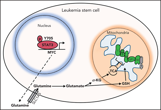 Hypothesized model. STAT3 is phosphorylated at Y705, which signals its localization to the nucleus to regulate the expression of several genes, including MYC. MYC, in turn, promotes expression of the amino acid transporter SLC1A5, allowing influx of glutamine into the cell and, ultimately, abundance of TCA cycle intermediates and GSH. TCA cycle intermediates then promote OXPHOS by ETC activity. GSH is known to promote glutathionylation of the ETC complex II, which is important for its activity. Upon inhibition of STAT3, glutaminolysis is compromised, decreasing levels of glutamate, GSH, and TCA cycle intermediates, thereby decreasing OXPHOS in LSCs.