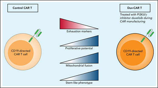 When Funk et al compare control CART cells with CART cells that have been treated with the PI3Kδ/γ inhibitor duvelisib (eg, duv-CAR), they find increased levels of exhaustion markers TIM-3 and LAG-3 in the control CART cells and increased proliferation, mitochondrial fusion proteins MFN1 and MFN2, and a more stem-like phenotype of the duv-CAR.