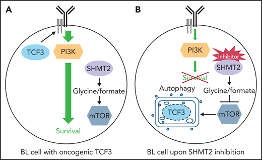 Proposed mechanism of SHMT2 inhibition on BL cells with oncogenic TCF3 signaling. (A) Aberrant activity of TCF3 leads to activation of the PI3K pathway which promotes survival of BL cells. SHMT2 is involved in the production of glycine and formate which are required for BL cell growth; the mTOR pathway senses nutrient availability, and under nutrient-rich conditions, it inhibits autophagy. (B) Drug-mediated inhibition of SHMT2 impairs the synthesis of glycine and formate. The resulting decrease in the intracellular concentrations of these metabolites leads to inhibition of the mTOR pathway whose blockade induces the establishment of autophagosomes in which TCF3 is degraded. The inactivation of oncogenic TCF3 alleviates PI3K signaling, leading to BL cell death.