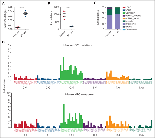 Somatic mutations in single HSCs of healthy elderly human subjects and aged wild-type mice. (A-B) Estimated yearly mutation rate per mega base pairs (Mb) (A) and total number of somatic mutations (B) in each clonally expanded HSC isolated from healthy elderly human subjects (70 to 75 years of age; n = 6) and aged wild-type mice (24 months of age; n = 6). Middle line and error bars indicate mean and standard error of the mean values, respectively. ***P < .001; ****P < .0001, Welch’s t test. (C-D) Genomic distribution and mutation signature of somatic mutations in aged human and mouse HSCs are shown in panel C. Nonnormalized mutational patterns in the context of trinucleotides are shown in panel D. (E). Hierarchically clustered heatmap showing the frequency of the COSMIC single-base substitution signatures (version 2) from each individual mouse and human HSC-derived colony as indicated by the blue scale. A dendrogram for the colonies is shown on the top. No statistical difference in contribution of mutation signatures was observed between aged mouse and human HSCs (Welch’s t test).