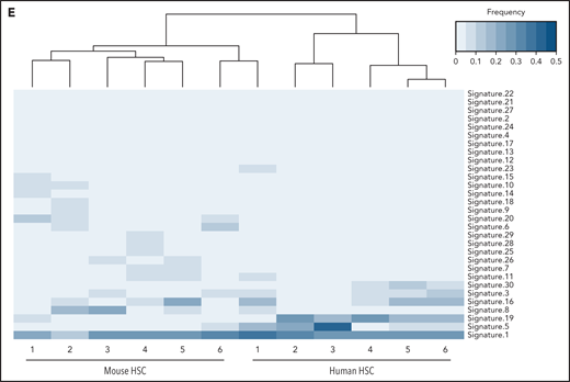 Somatic mutations in single HSCs of healthy elderly human subjects and aged wild-type mice. (A-B) Estimated yearly mutation rate per mega base pairs (Mb) (A) and total number of somatic mutations (B) in each clonally expanded HSC isolated from healthy elderly human subjects (70 to 75 years of age; n = 6) and aged wild-type mice (24 months of age; n = 6). Middle line and error bars indicate mean and standard error of the mean values, respectively. ***P < .001; ****P < .0001, Welch’s t test. (C-D) Genomic distribution and mutation signature of somatic mutations in aged human and mouse HSCs are shown in panel C. Nonnormalized mutational patterns in the context of trinucleotides are shown in panel D. (E). Hierarchically clustered heatmap showing the frequency of the COSMIC single-base substitution signatures (version 2) from each individual mouse and human HSC-derived colony as indicated by the blue scale. A dendrogram for the colonies is shown on the top. No statistical difference in contribution of mutation signatures was observed between aged mouse and human HSCs (Welch’s t test).
