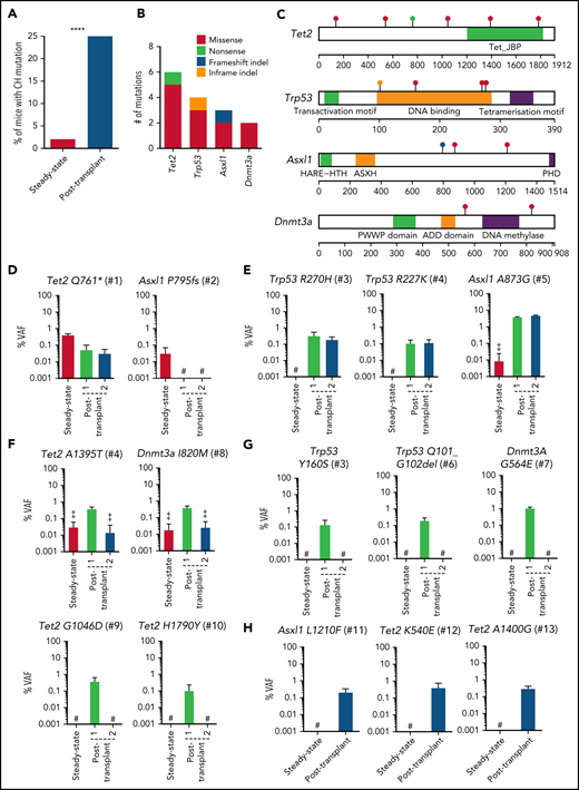 Spontaneous CH mutations in aged mice. (A) Frequency of aged (24 months) mice (n = 97) with CH mutations detected by ECTS in BM, or a mean of 10 months following transplantation into 2 lethally irradiated recipients (n = 48 donors). Mutations were only included if found to have an origin in the transplanted (CD45.2) rather than recipient (CD45.1) BM cells. ****P < .0001 Fisher’s exact test. (B-C) Distribution and characteristics of mutations detected by ECTS in BM of aged mice. Each circle in panel C represents 1 detected mutation, and the color indicates the type of mutation as indicated by the legend in panel B. (D-H) % VAF, as determined by ddPCR, of Tet2 and Asxl1 mutations detected by ECTS in aged steady-state BM (D), 2 Trp53 mutations, and 1 Asxl1 mutation in CD45.2 BM cells from 3 different donors in both recipients posttransplantation but not pretransplantation (E), Tet2 and Dnmt3a mutations with high VAF in 1 recipient and borderline VAF in both original aged donor and second recipient (F), mutations in CD45.2 BM from 1 recipient posttransplantation but not pretransplantation (G), and mutations detected only in 1 recipient posttransplant where a matched second recipient was missing (H). CD45.2 BM MNCs cells were sorted from the transplanted recipient mice. Error bars indicate 95% confidence interval, and each bar from posttransplanted mice indicates the individual recipients. #, not detected. ‡ indicates cases where ddPCR did not generate sufficient events to support confident detection (supplemental Methods).